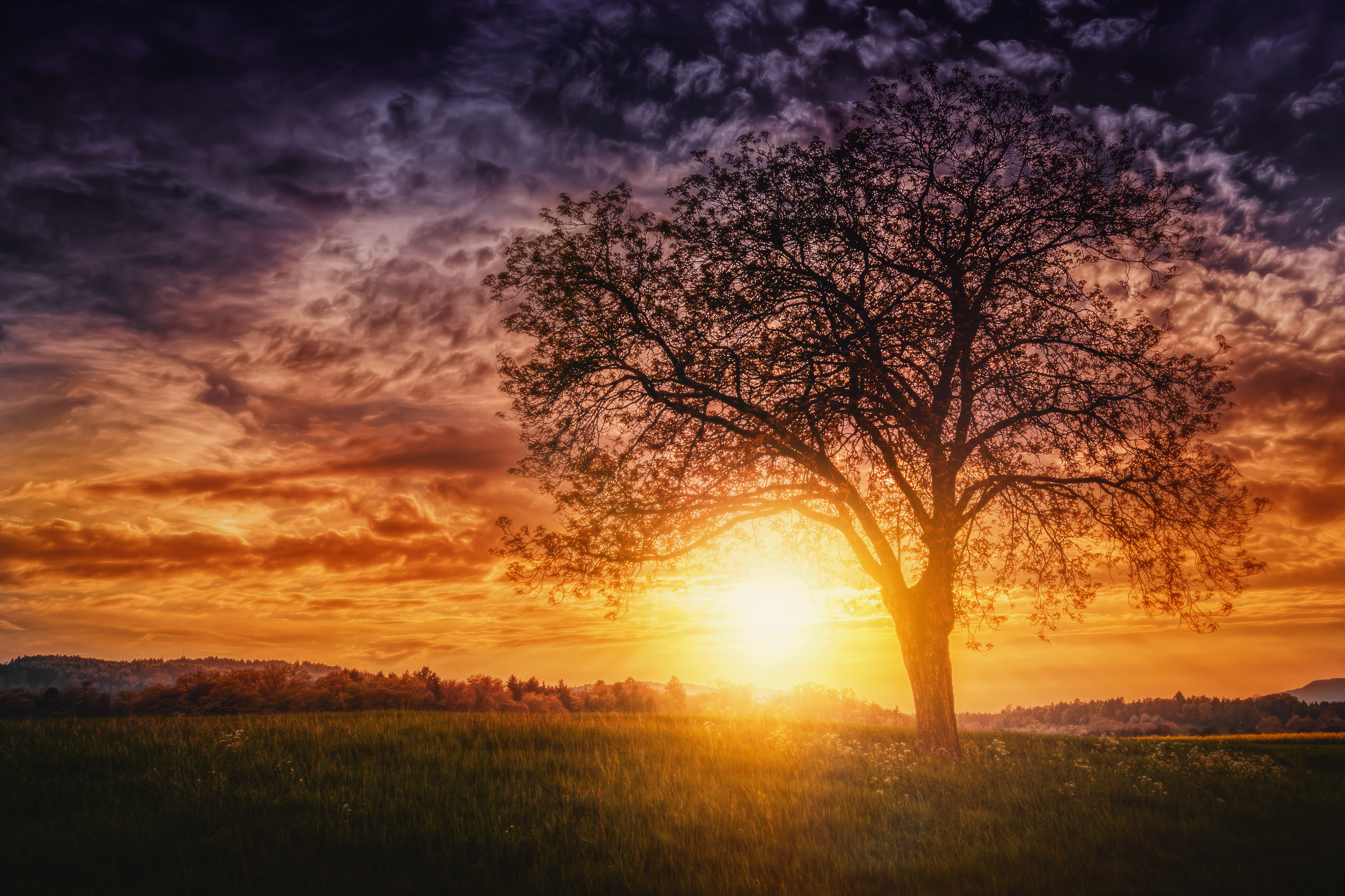 Download mobile wallpaper Nature, Sky, Sun, Tree, Sunrise, Earth, Lonely Tree for free.