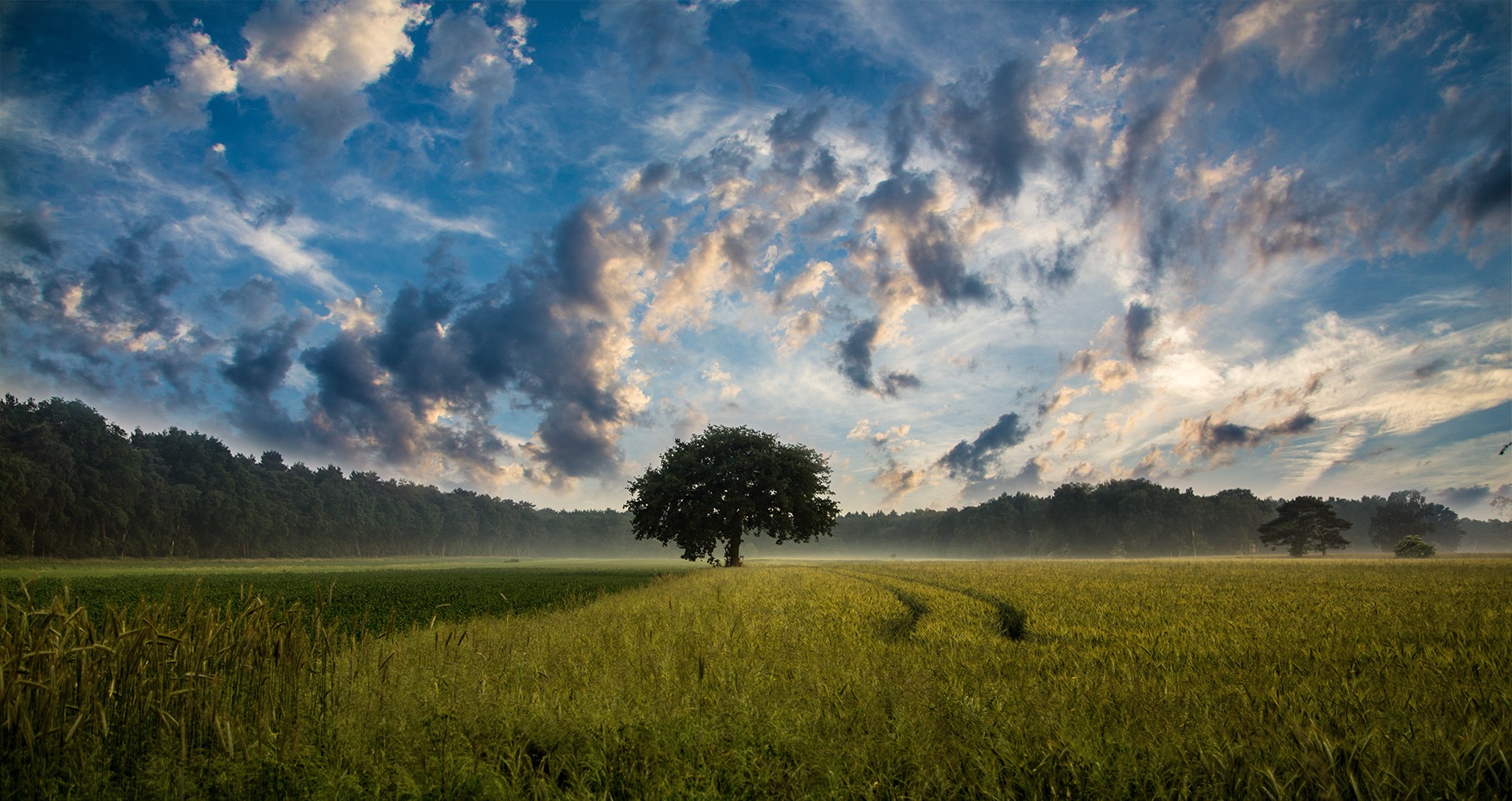 Laden Sie das Bäume, Baum, Feld, Wolke, Himmel, Erde/natur-Bild kostenlos auf Ihren PC-Desktop herunter