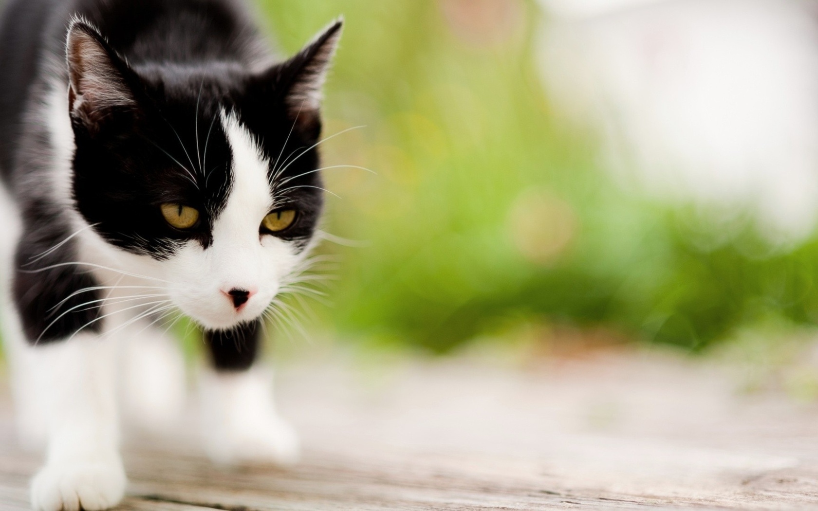 Handy-Wallpaper Tiere, Katzen, Katze kostenlos herunterladen.