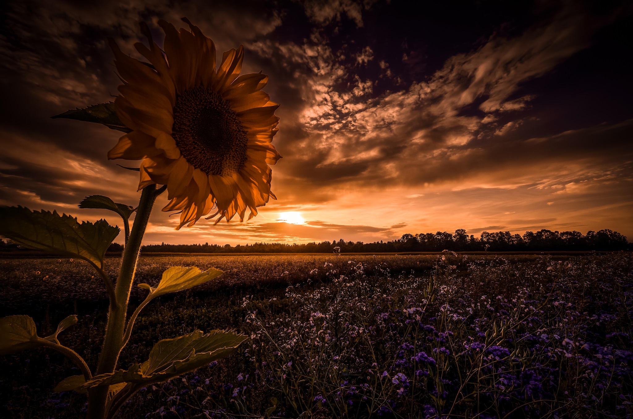 Download mobile wallpaper Nature, Sunset, Sky, Flower, Earth, Field, Sunflower for free.