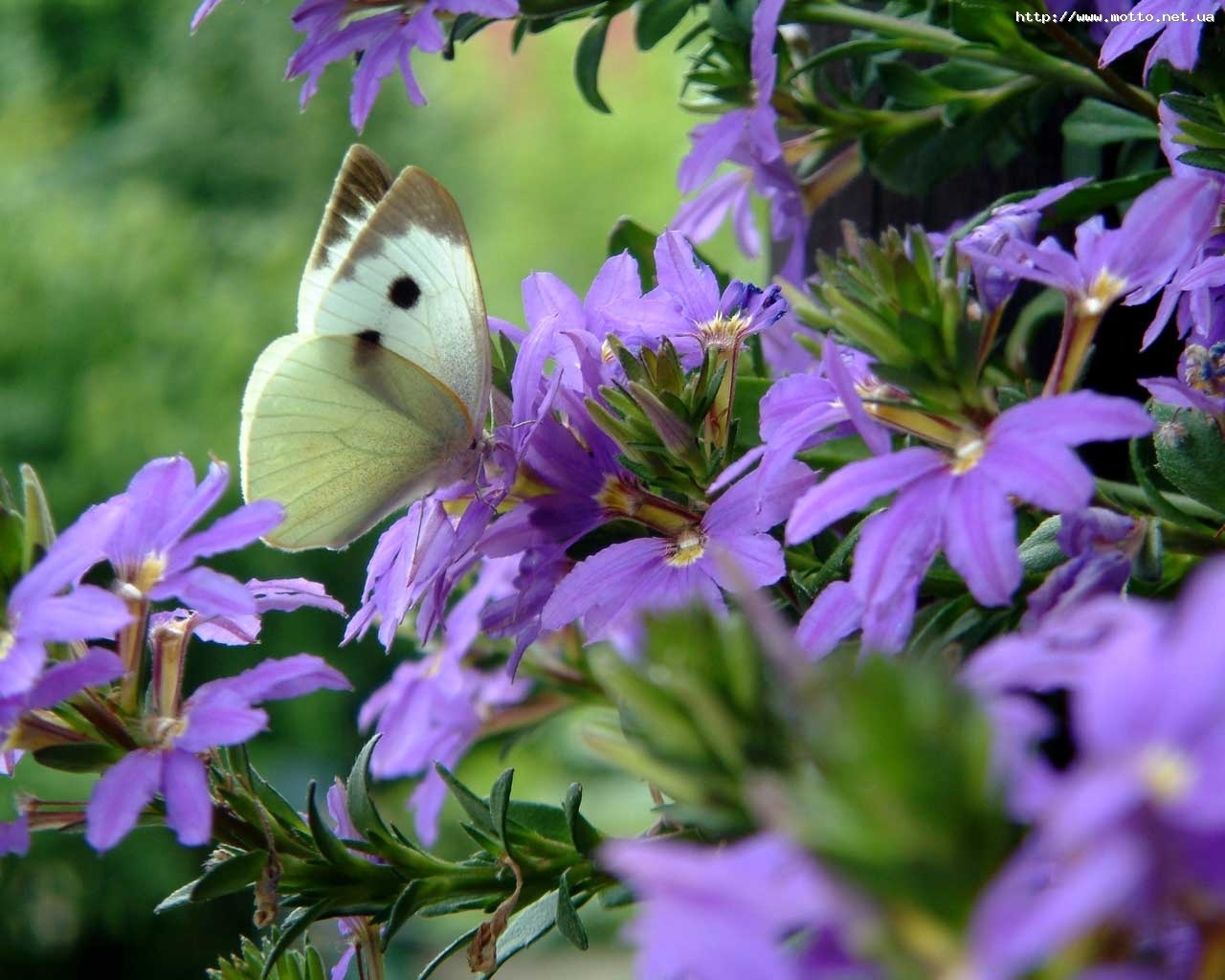 Descarga gratuita de fondo de pantalla para móvil de Flores, Insectos, Mariposas.