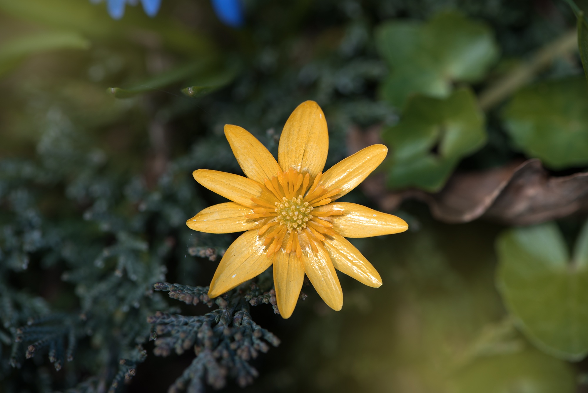 Descarga gratuita de fondo de pantalla para móvil de Naturaleza, Flores, Flor, De Cerca, Tierra/naturaleza, Flor Naranja.