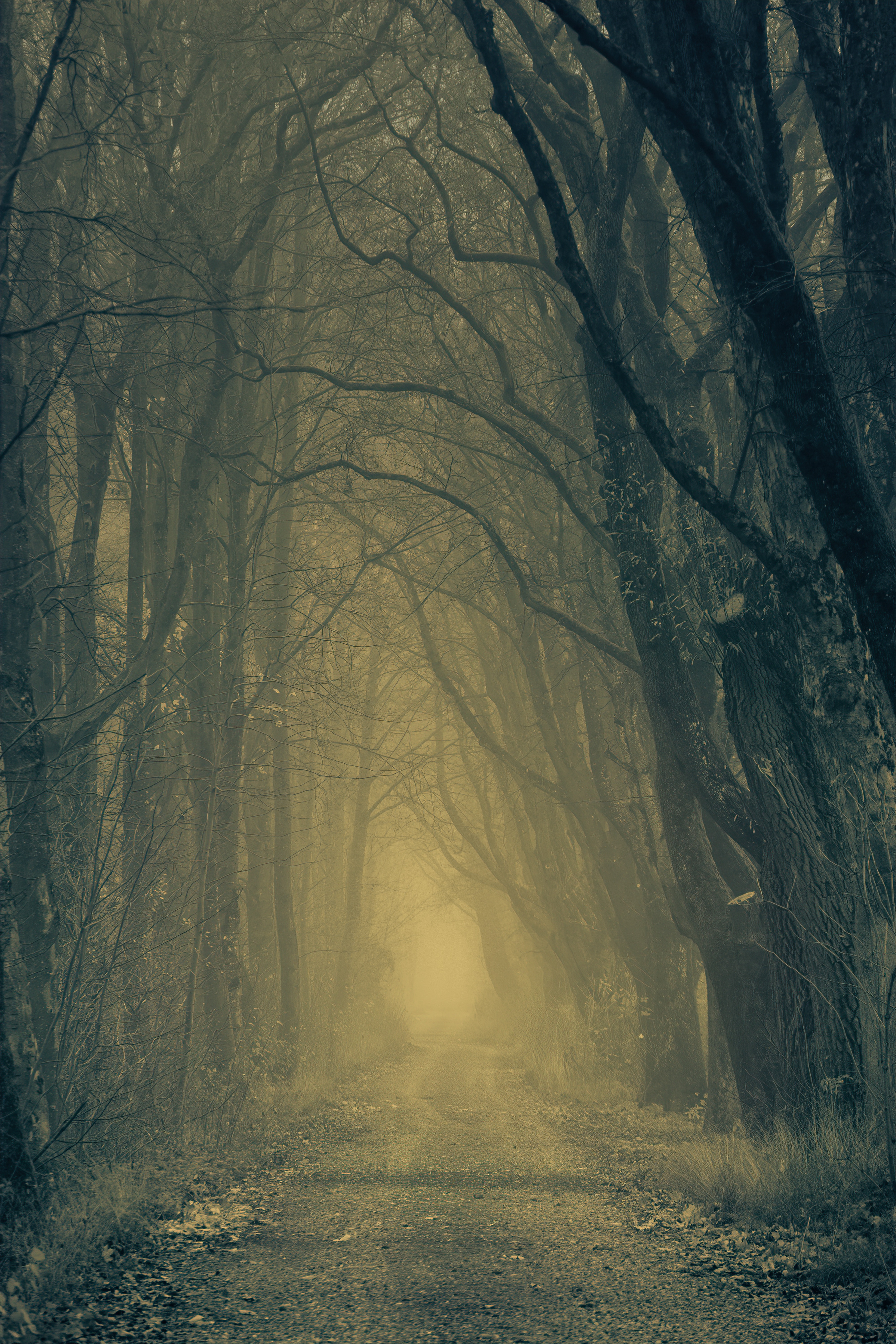 148471 скачать обои атмосфера, мрачный, осень, деревья, лес, природа, дорога, туман - заставки и картинки бесплатно