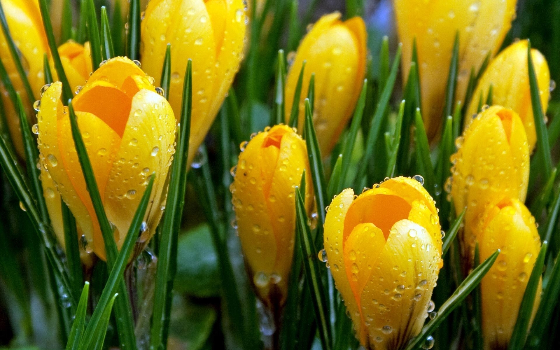 Laden Sie das Blume, Krokus, Erde/natur-Bild kostenlos auf Ihren PC-Desktop herunter