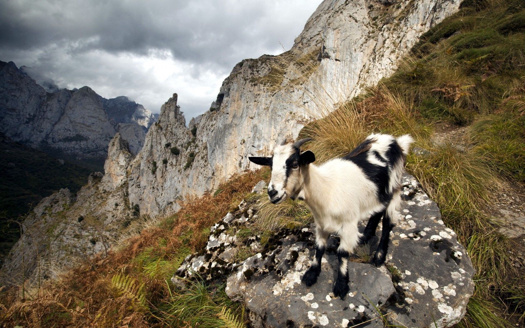 155090画像をダウンロード動物, 自然, 山脈, ヤギ, 山羊-壁紙とスクリーンセーバーを無料で