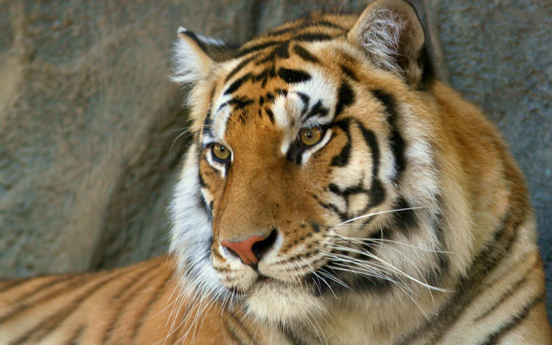 263066 descargar fondo de pantalla tigre, de cerca, animales, bengala, gatos: protectores de pantalla e imágenes gratis