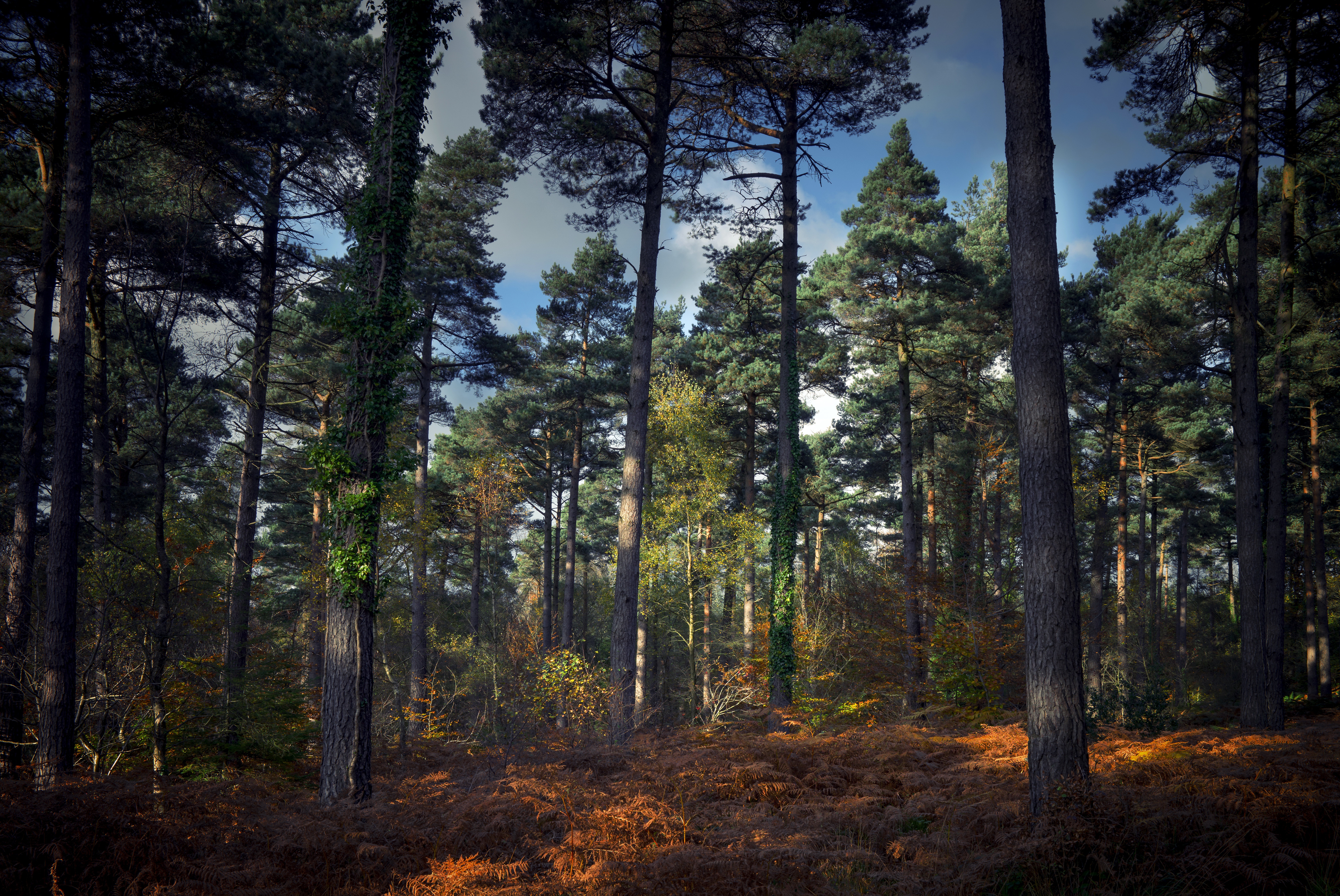 Téléchargez des papiers peints mobile Forêt, Arbre, La Nature, Terre/nature gratuitement.