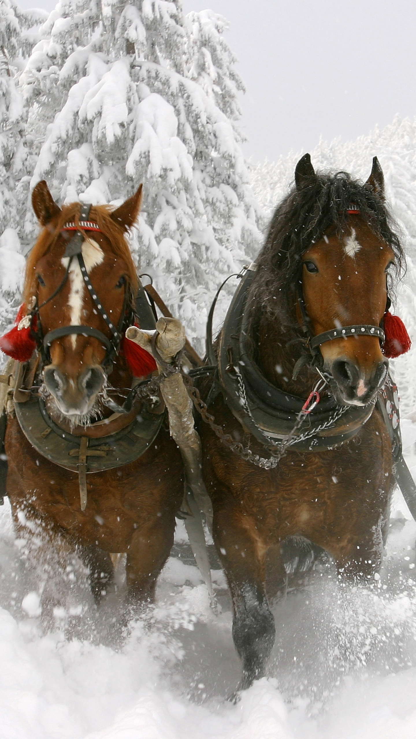 無料モバイル壁紙動物, 冬, 馬, 雪をダウンロードします。