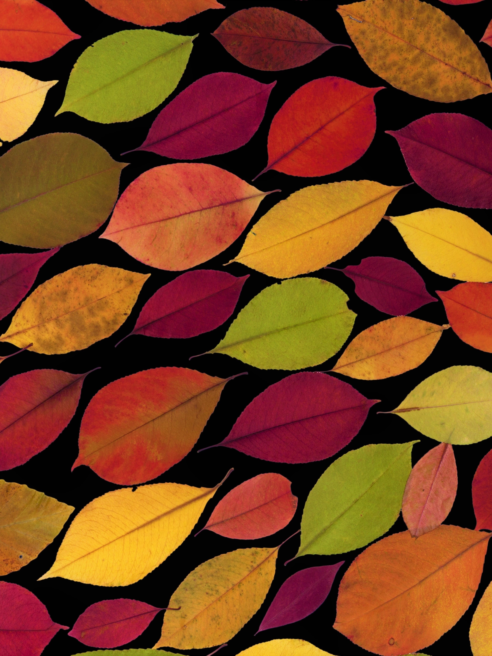 Download mobile wallpaper Leaf, Fall, Colorful, Artistic for free.