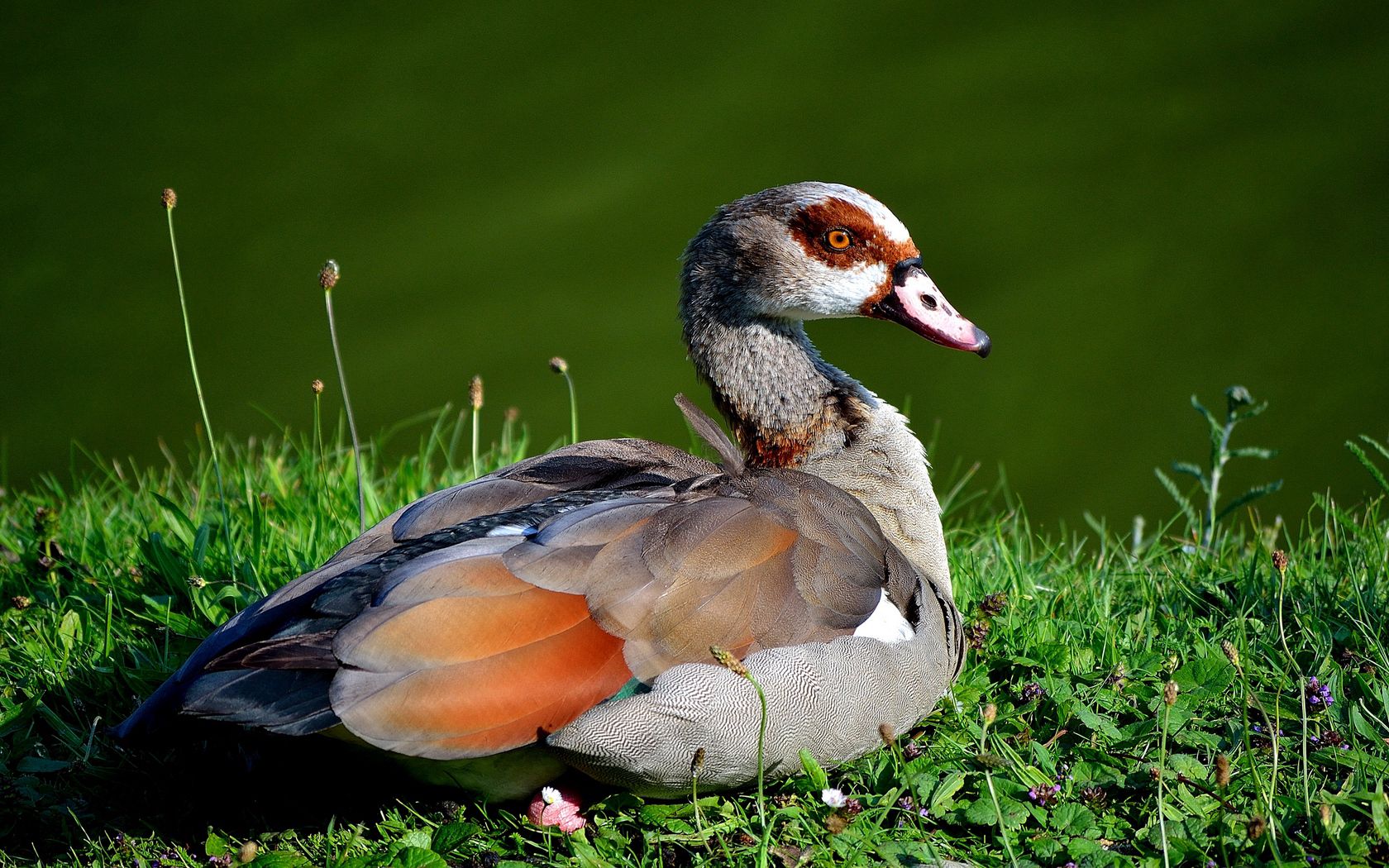 Download mobile wallpaper Lie, Grass, Lake, Animals, To Lie Down, Feather, Duck for free.