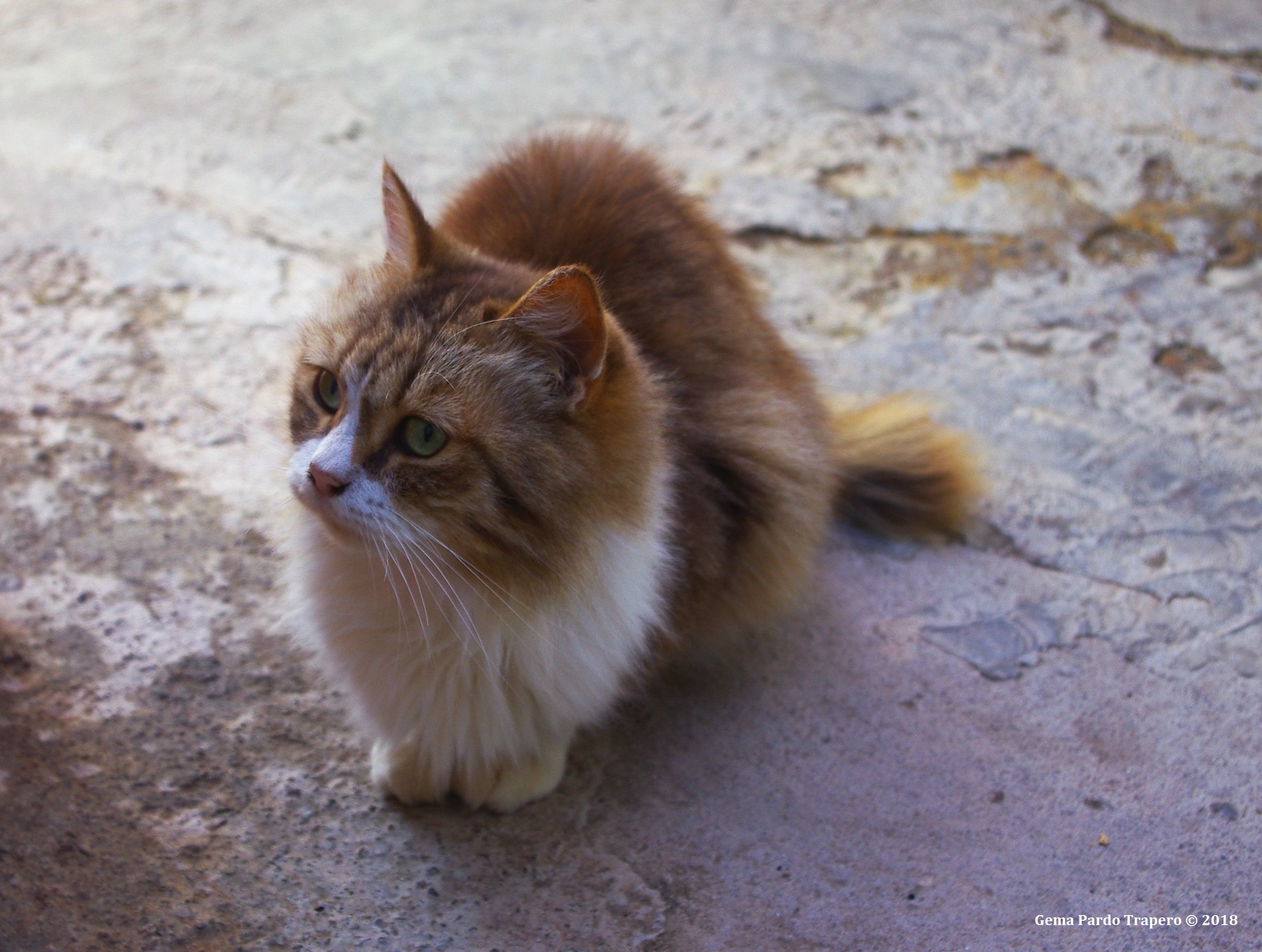 Descarga gratuita de fondo de pantalla para móvil de Animales, Gatos, Gato.