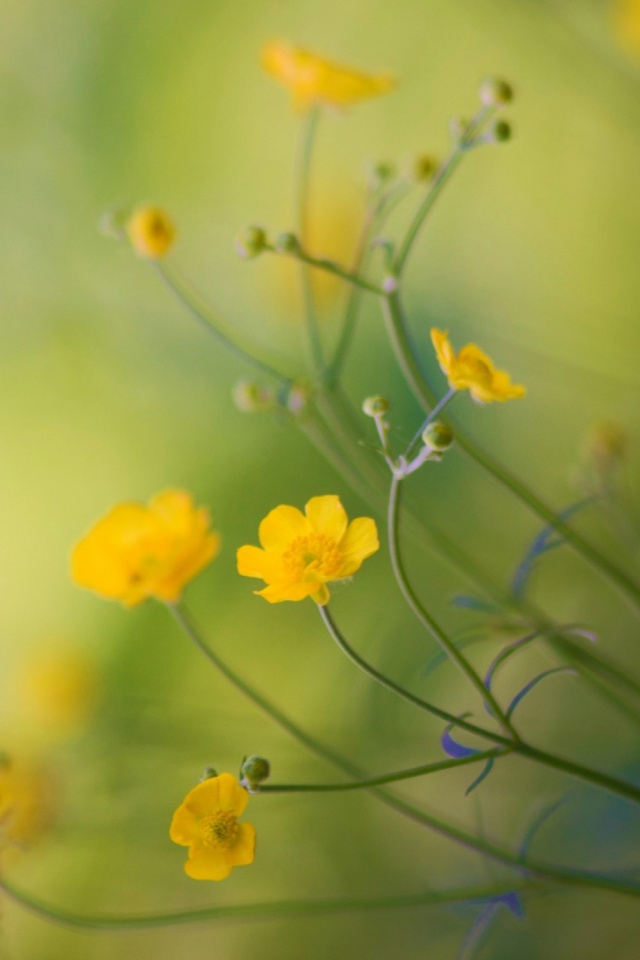 Download mobile wallpaper Nature, Flowers, Flower, Earth, Yellow Flower for free.