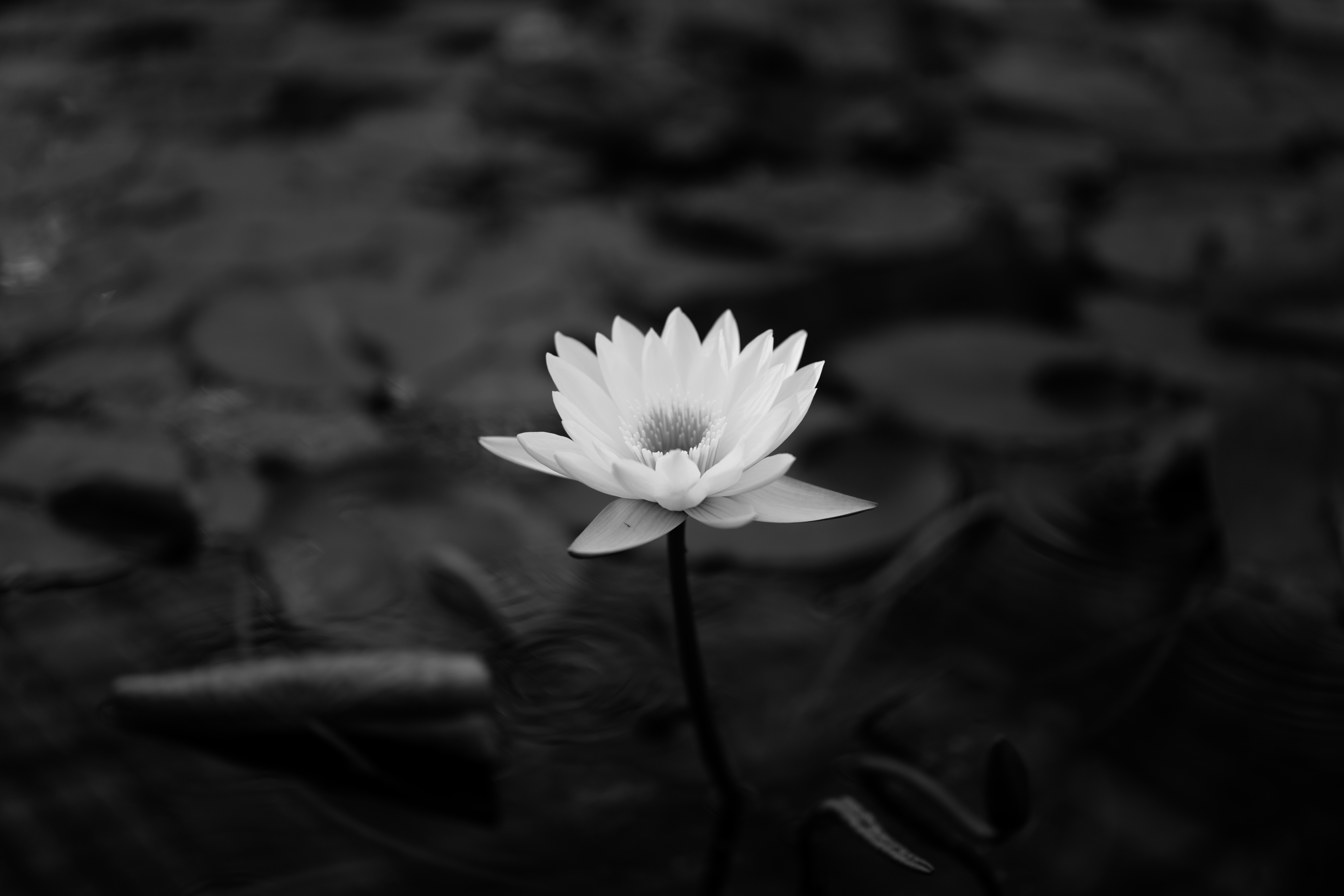 bw, water lily, lotus, flowers, leaves, chb