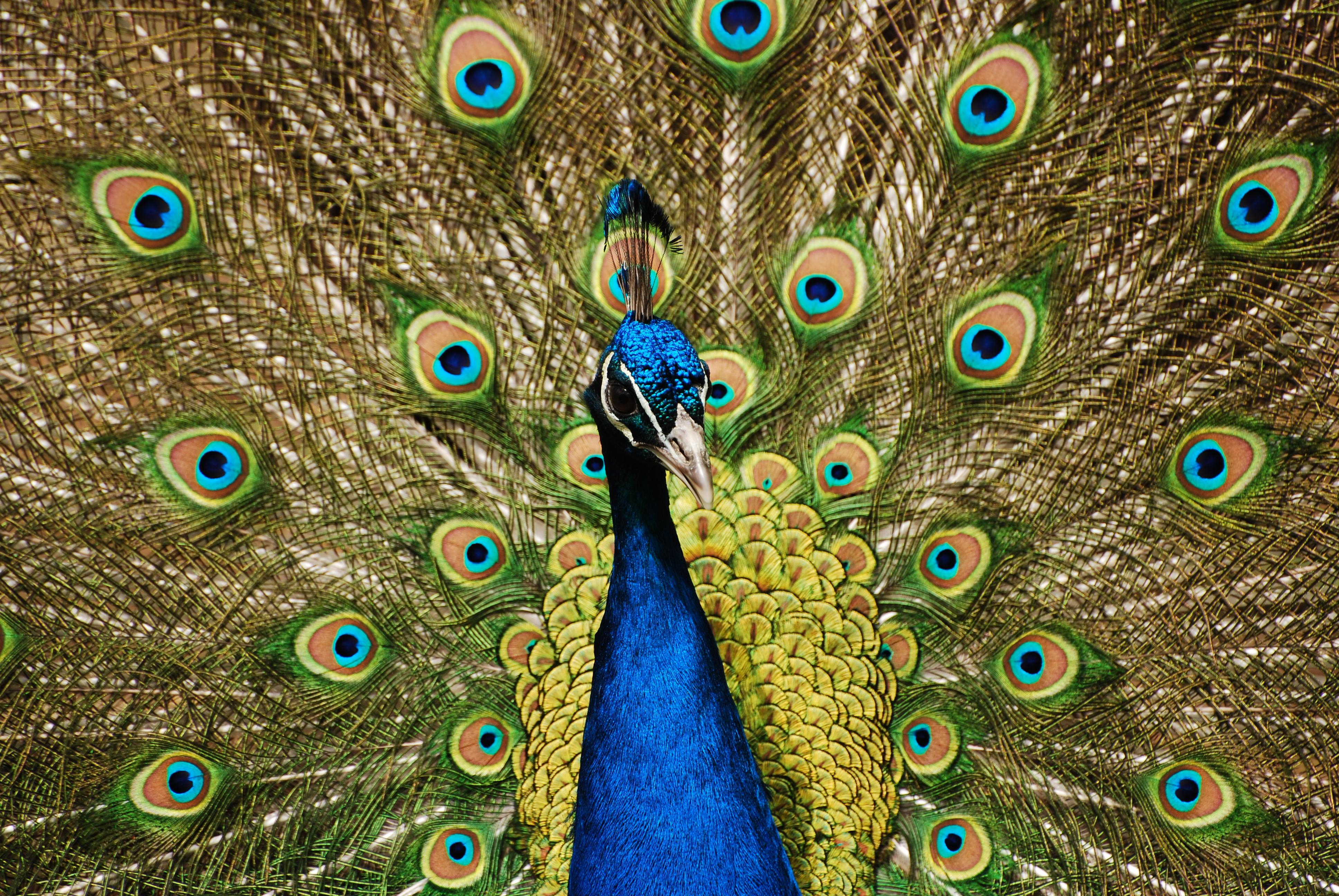peacock, animal, birds