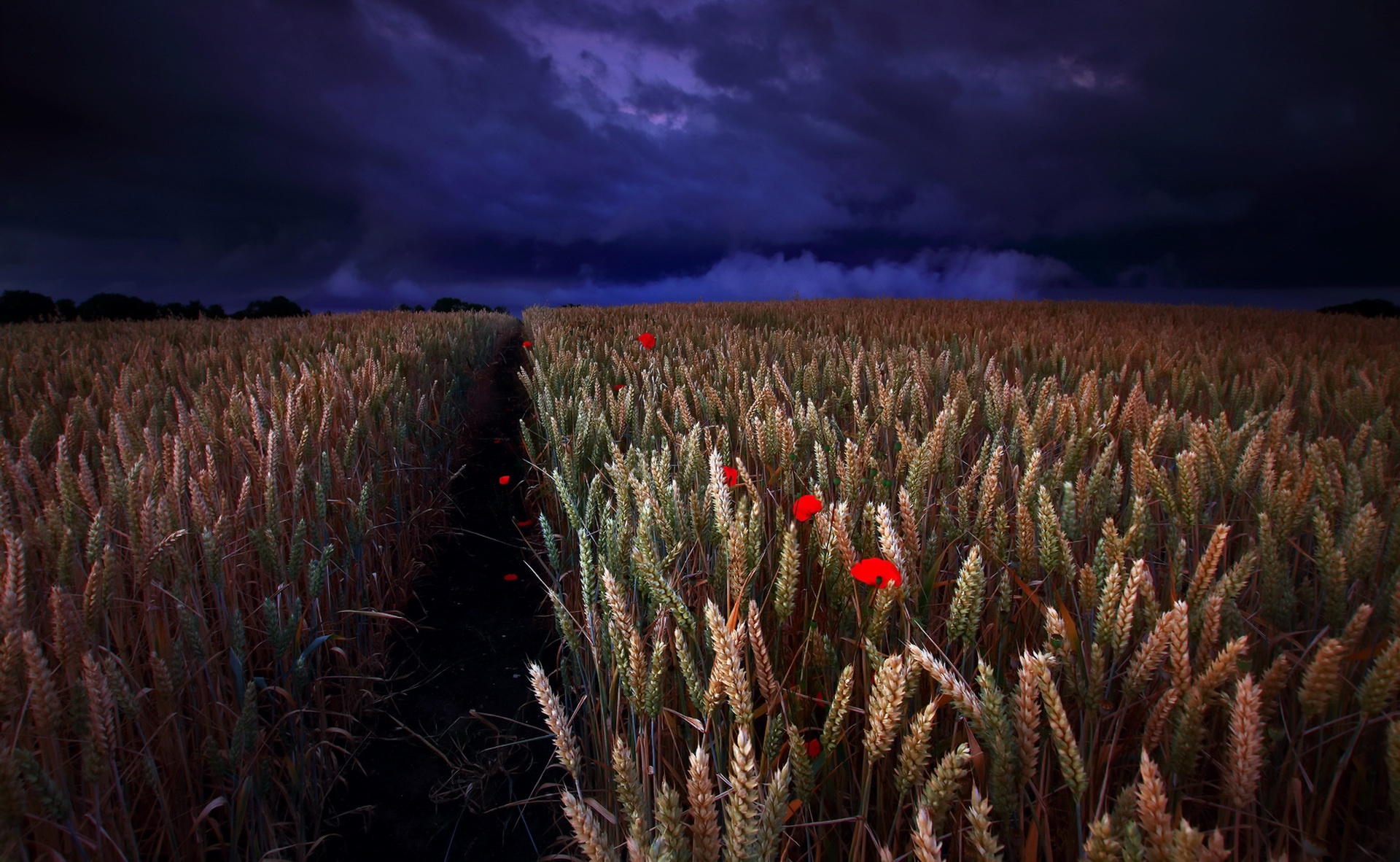 Download mobile wallpaper Nature, Night, Summer, Wheat, Earth, Poppy for free.