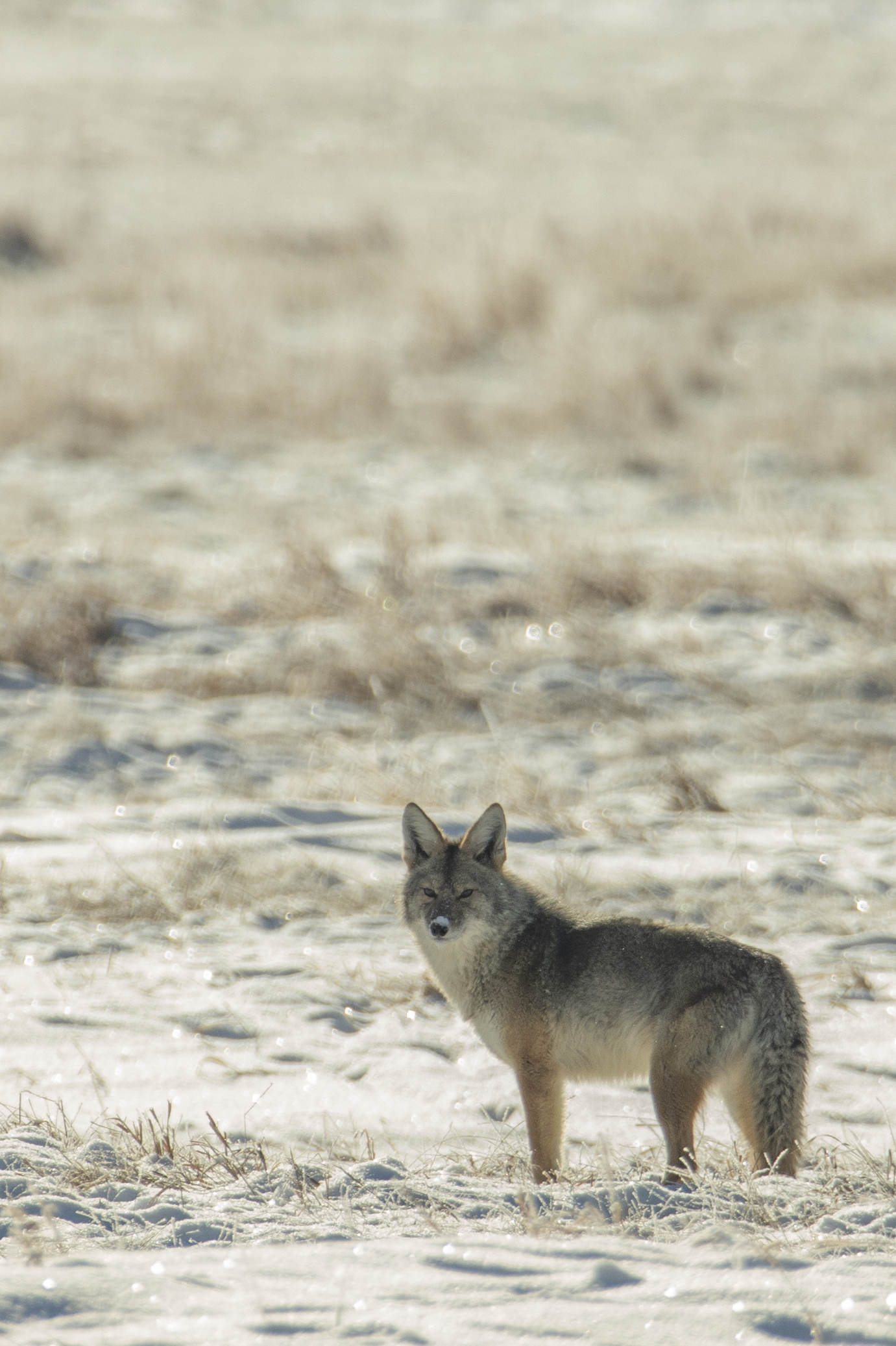 Laden Sie das Wildlife, Kojote, Wilde Natur, Tier, Tiere, Schnee, Winter-Bild kostenlos auf Ihren PC-Desktop herunter