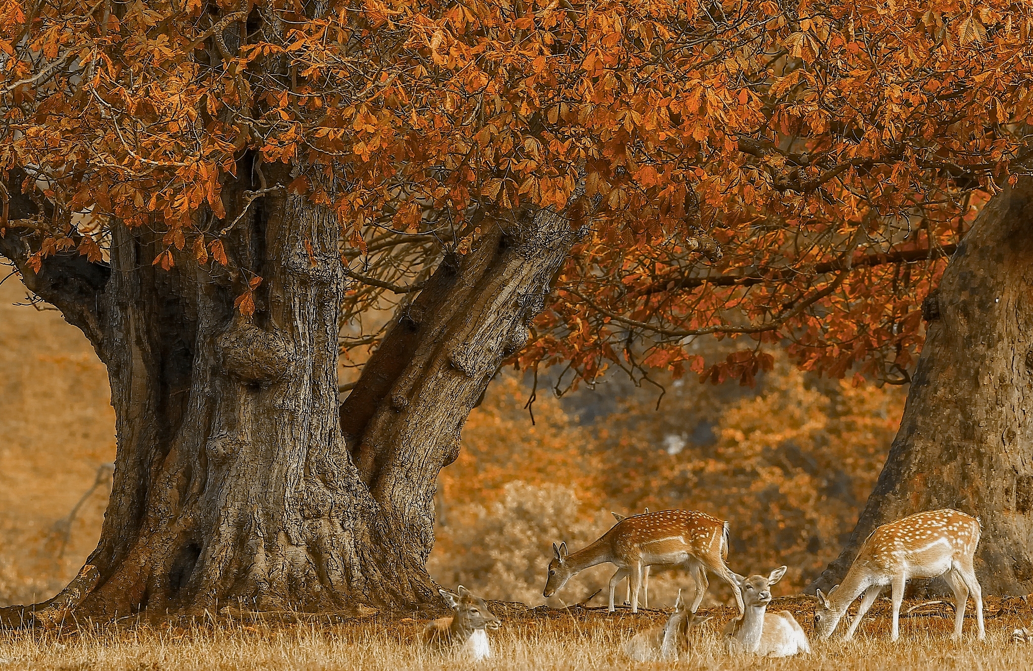 無料モバイル壁紙動物, 木, 秋, 鹿をダウンロードします。