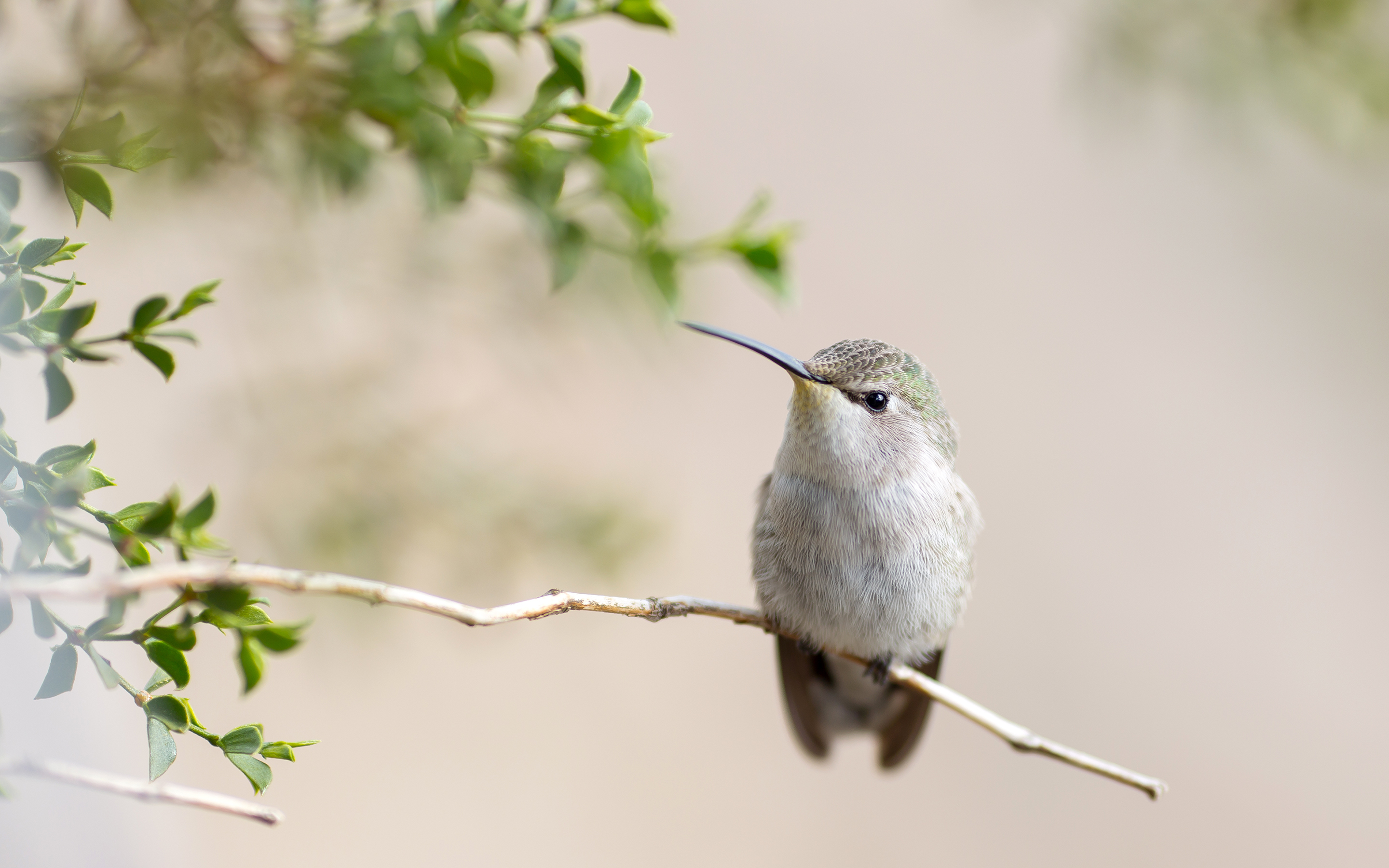 Laden Sie das Tiere, Vögel, Vogel, Ast, Kolibri-Bild kostenlos auf Ihren PC-Desktop herunter