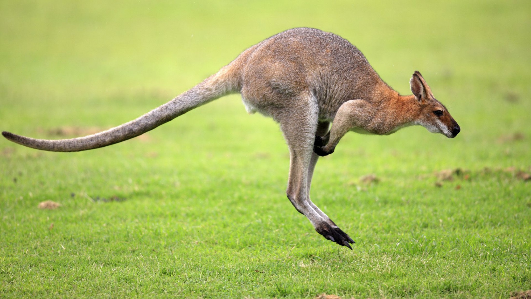 533672 descargar imagen wallaby de cuello rojo, animales, australia, canguro: fondos de pantalla y protectores de pantalla gratis