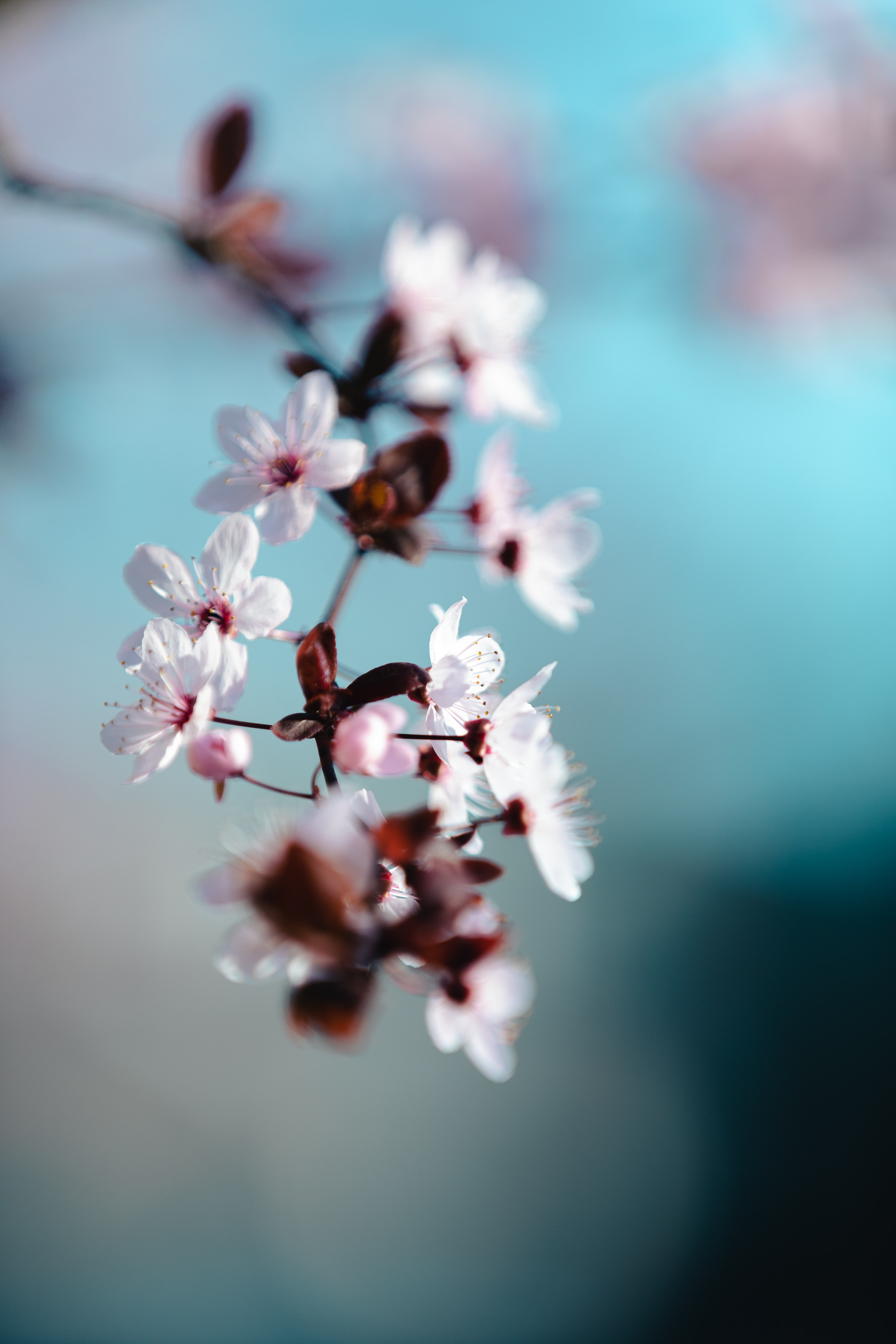 Free download wallpaper Flowers, Macro, Petals, Bloom, Flowering, Spring on your PC desktop