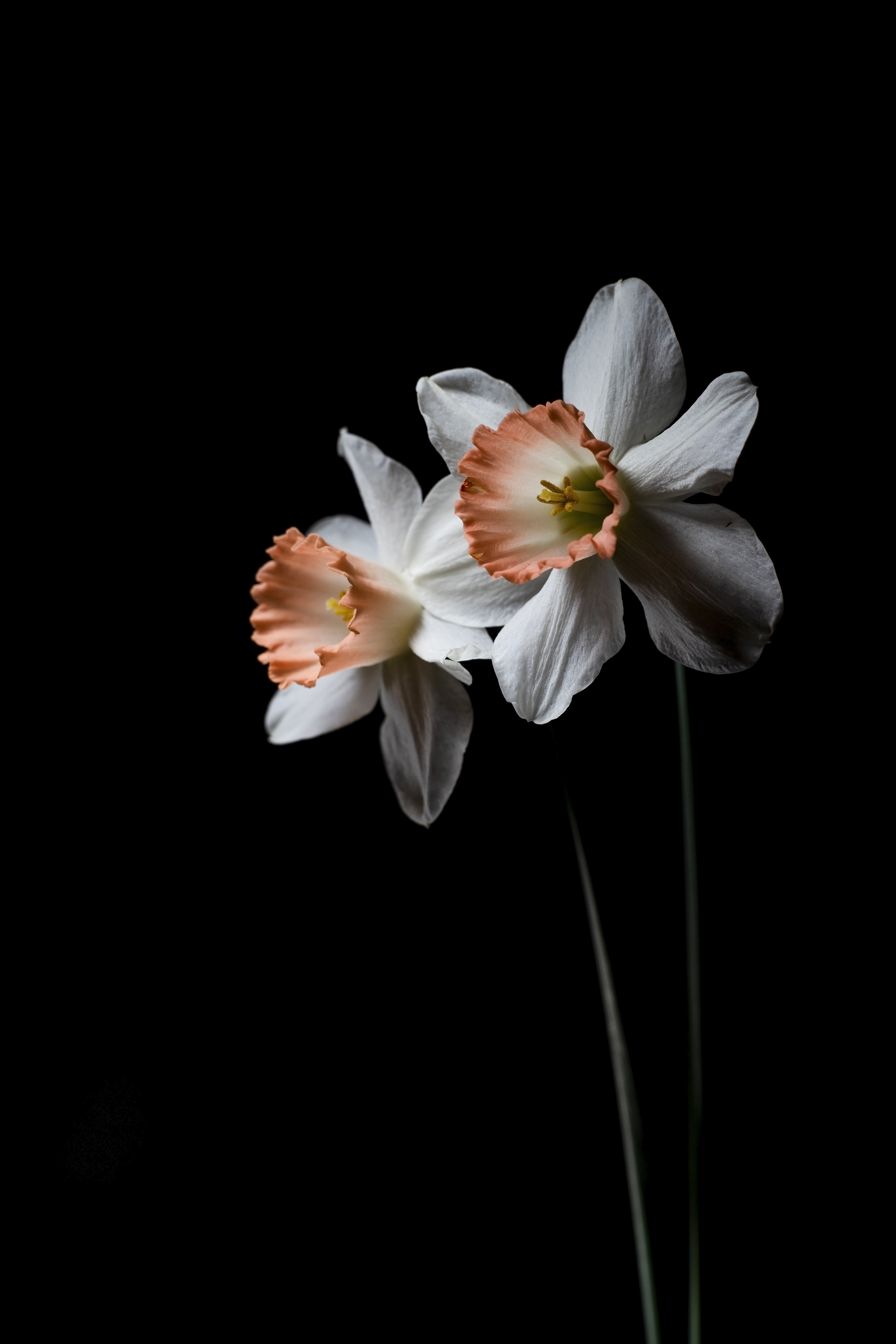 Скачать обои бесплатно Растение, Нарцисс, Черный, Цветок, Цветы картинка на рабочий стол ПК