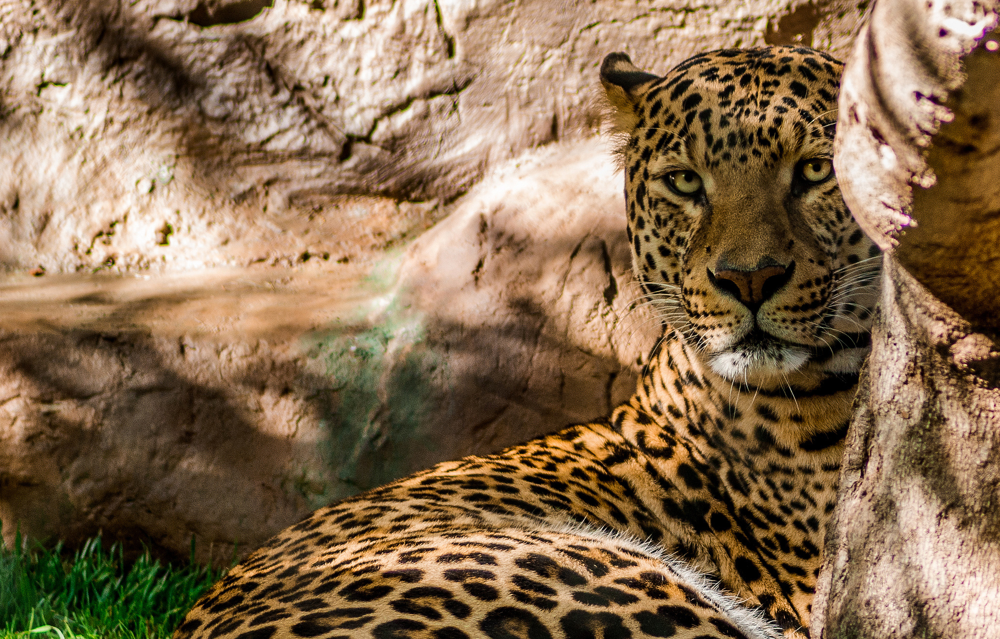 Descarga gratuita de fondo de pantalla para móvil de Animales, Gatos, Leopardo.