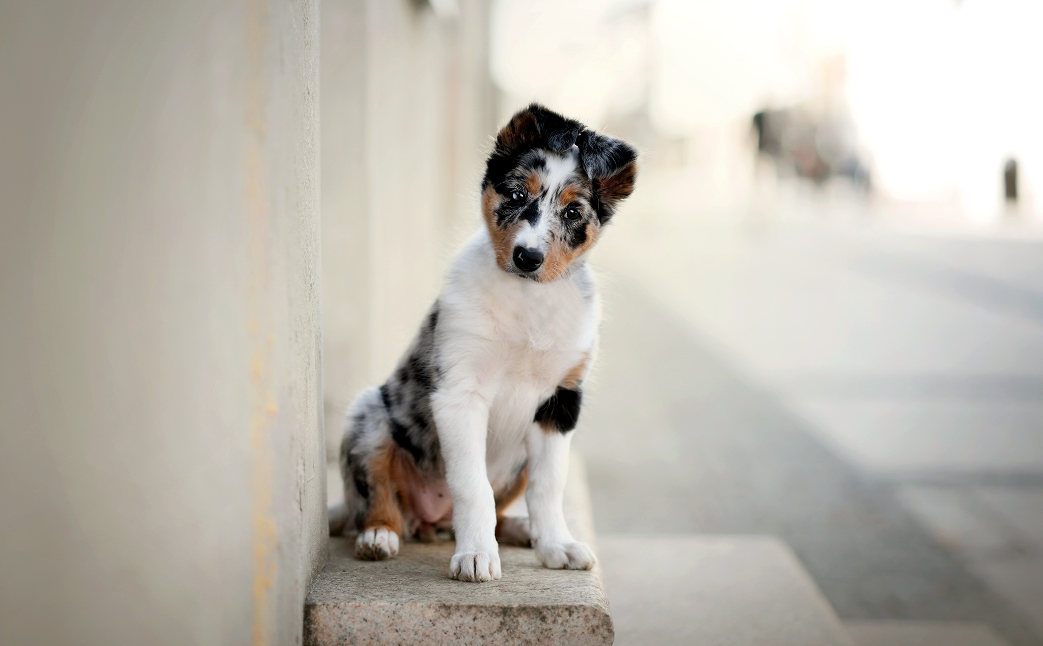 Handy-Wallpaper Tiere, Hunde, Hund, Welpen, Tierbaby, Tiefenschärfe kostenlos herunterladen.