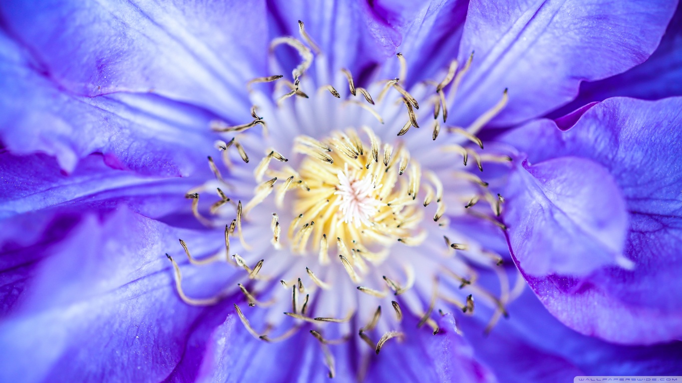 Téléchargez gratuitement l'image Fleurs, Fleur, Terre/nature sur le bureau de votre PC