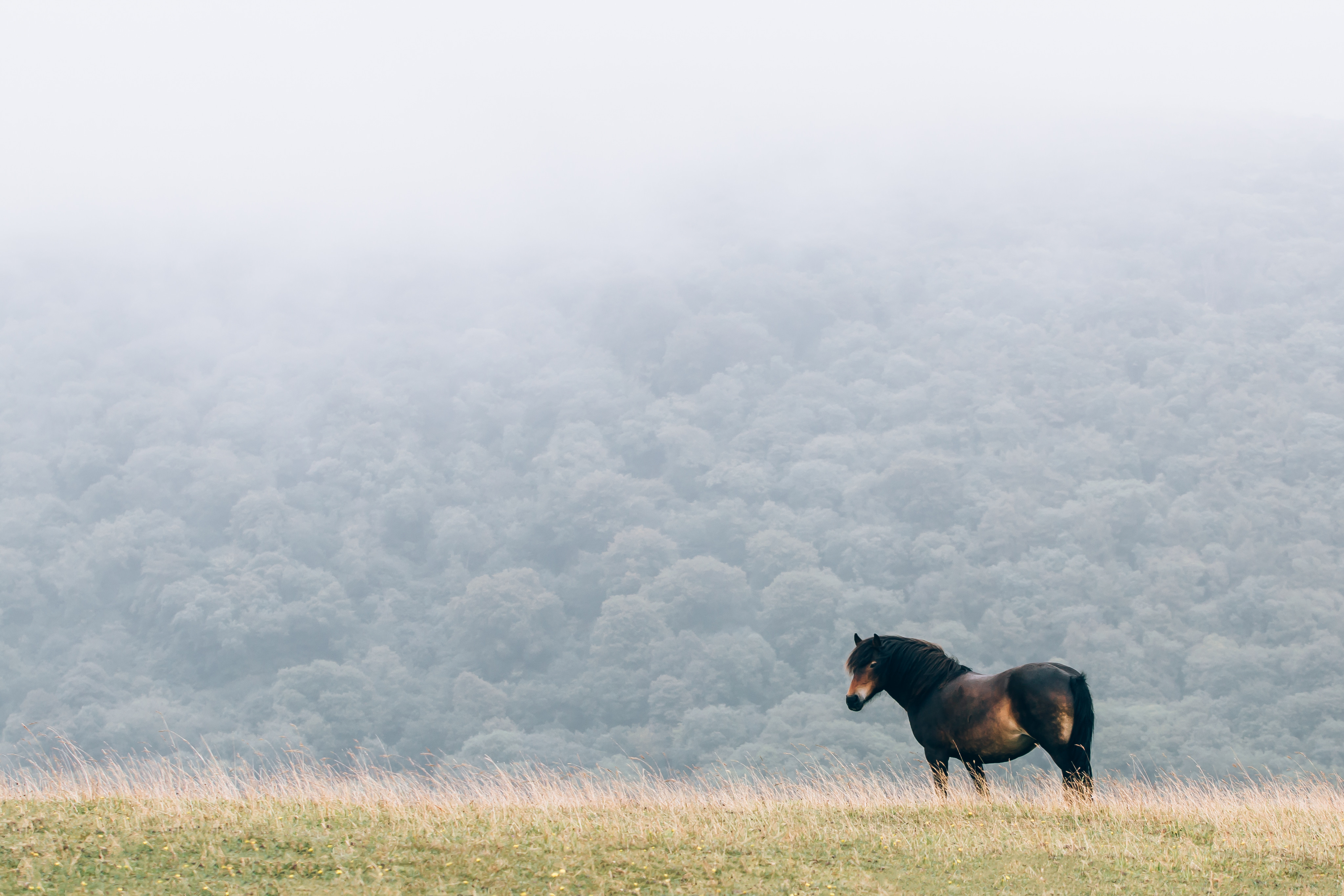 animals, field, mane, horse, wind Smartphone Background