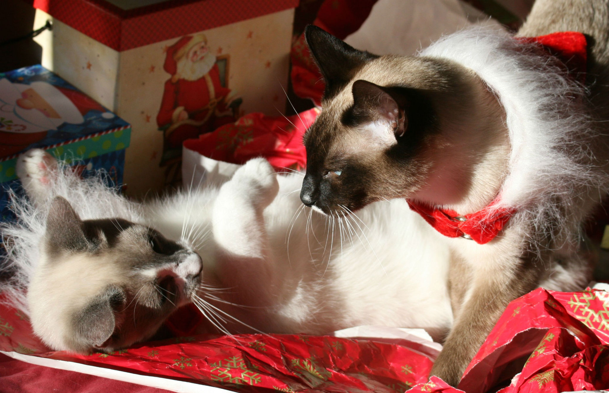 Handy-Wallpaper Geschenk, Weihnachten, Feiertage, Katze, Süß kostenlos herunterladen.