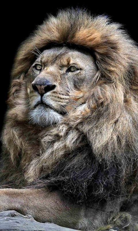 Download mobile wallpaper Cats, Lion, Animal for free.