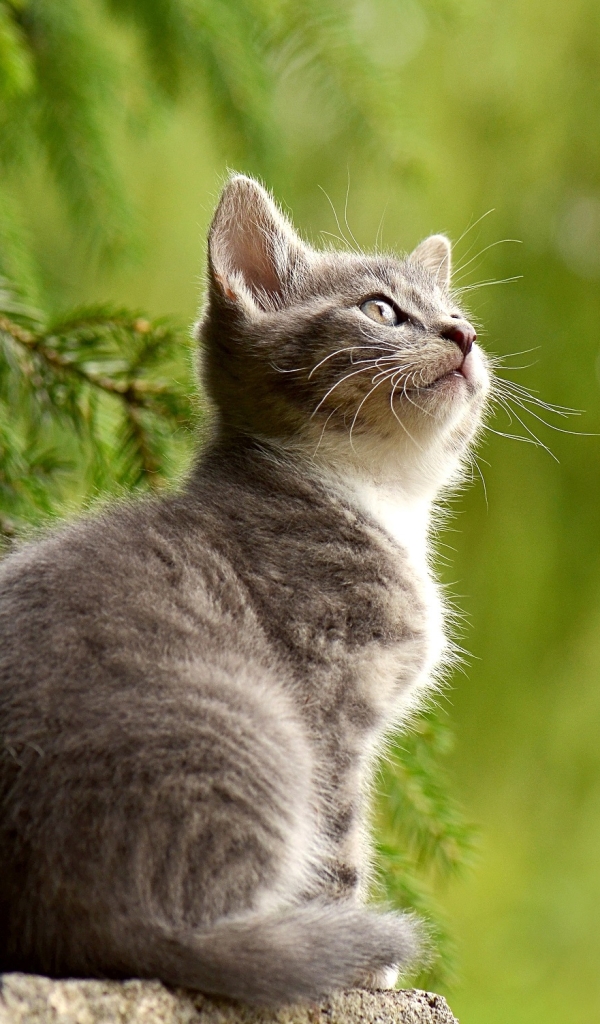 Handy-Wallpaper Tiere, Katzen, Katze, Kätzchen, Tierbaby kostenlos herunterladen.