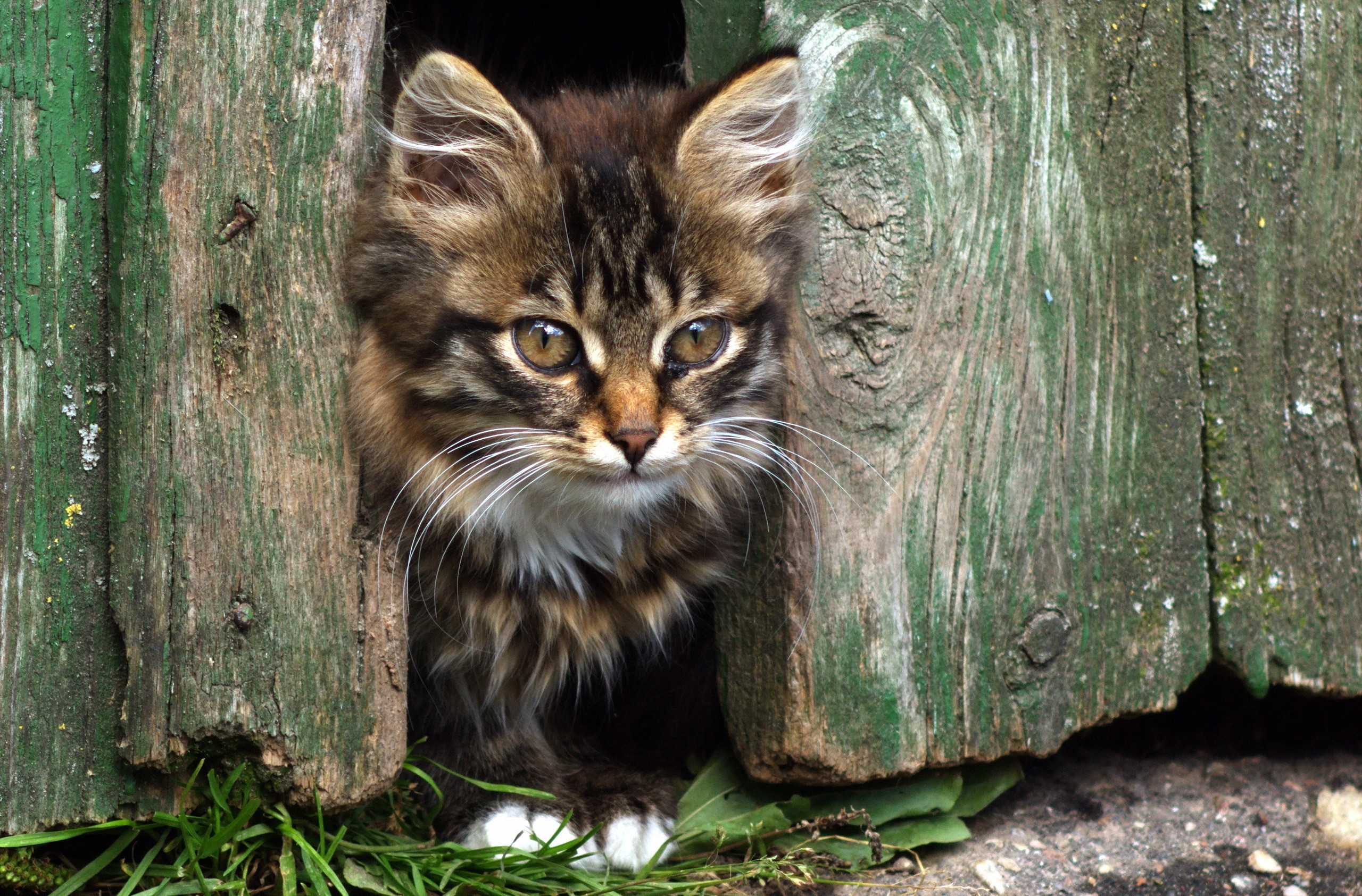 PCデスクトップに動物, ネコ, 猫, 子猫, フェンス画像を無料でダウンロード