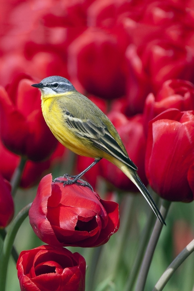 Téléchargez des papiers peints mobile Oiseau, Des Oiseaux, Animaux gratuitement.