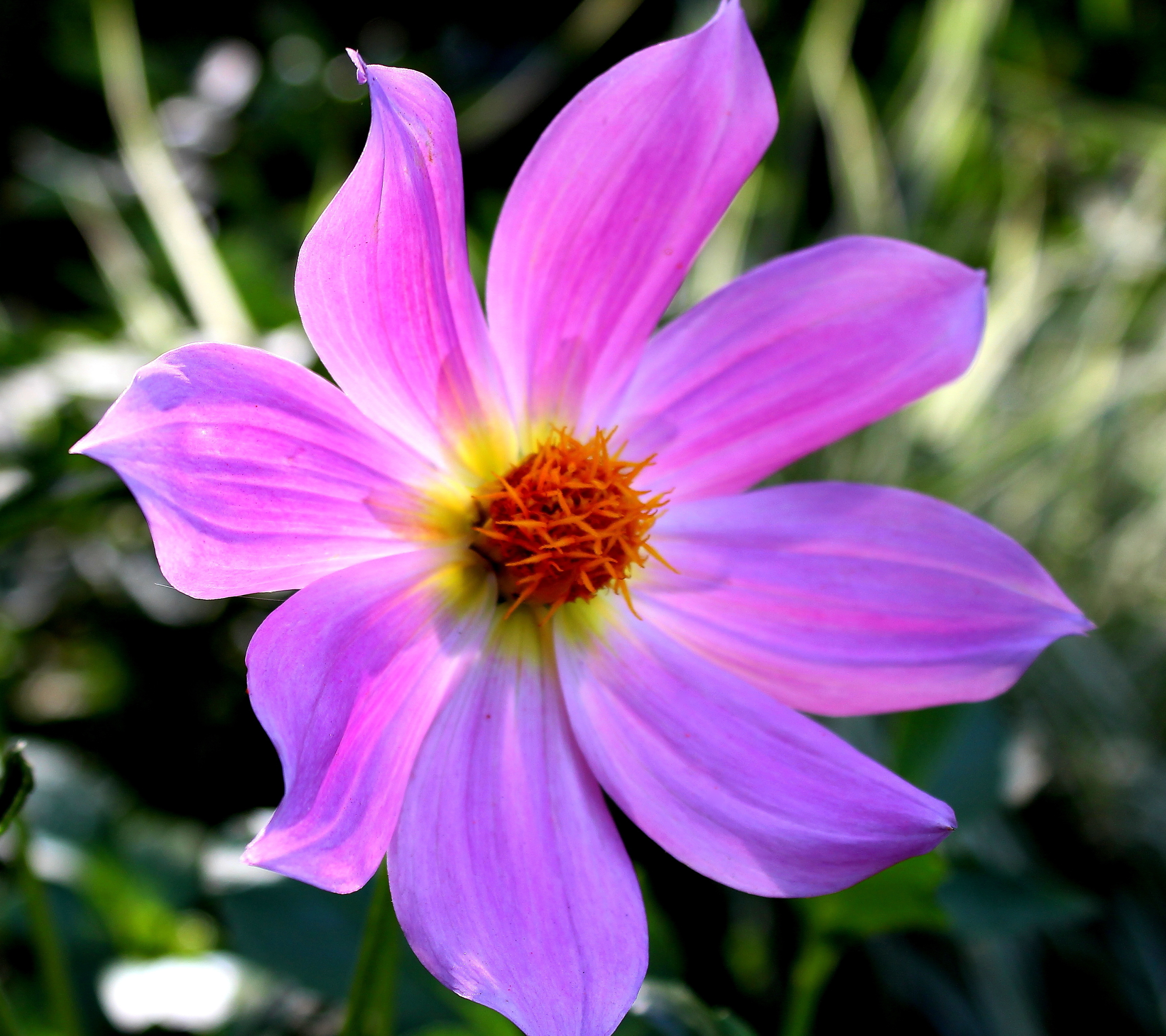 Laden Sie das Blumen, Blume, Erde, Nahansicht, Erde/natur, Pinke Blume-Bild kostenlos auf Ihren PC-Desktop herunter