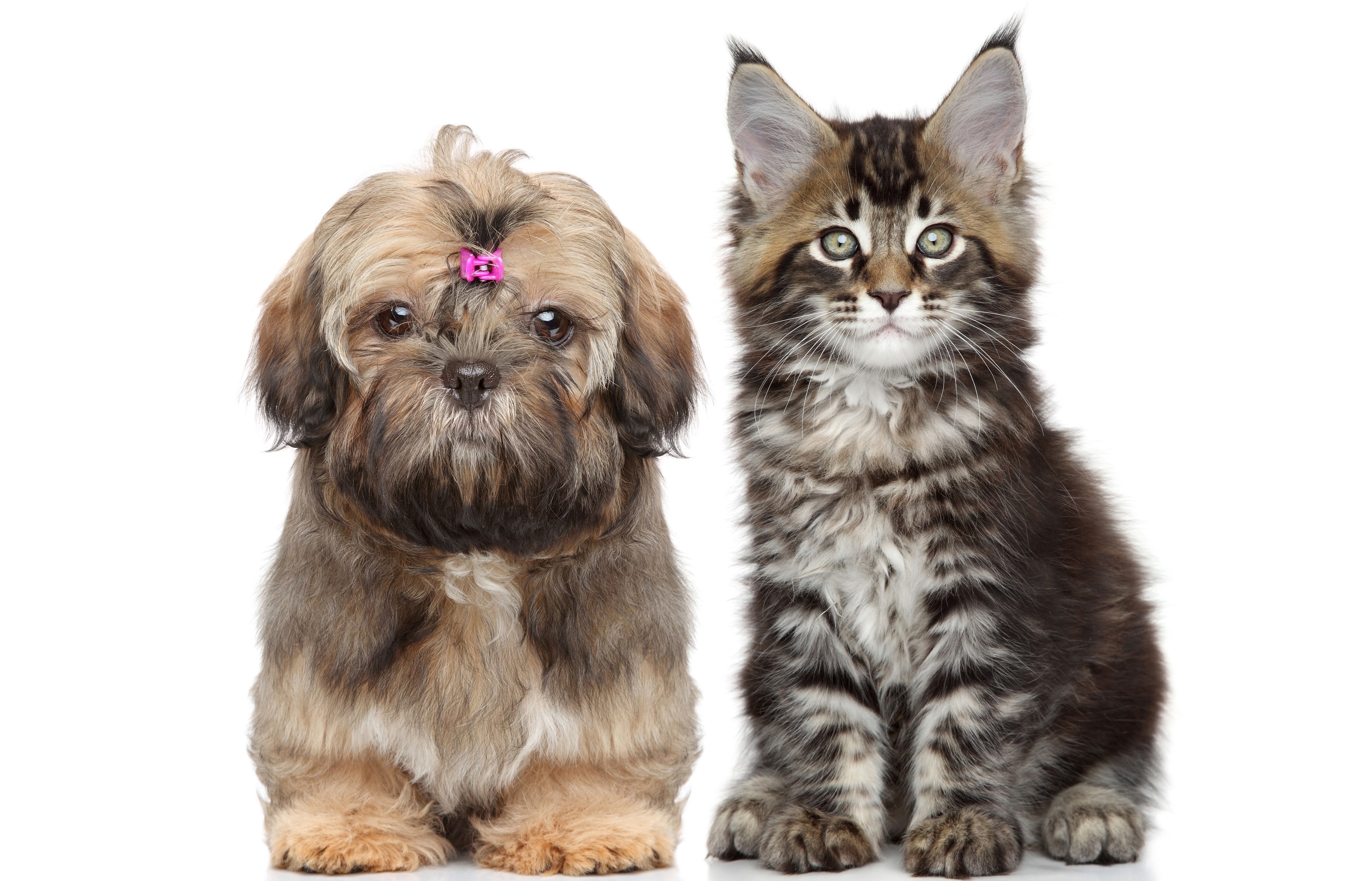 Download mobile wallpaper Animal, Cat & Dog for free.