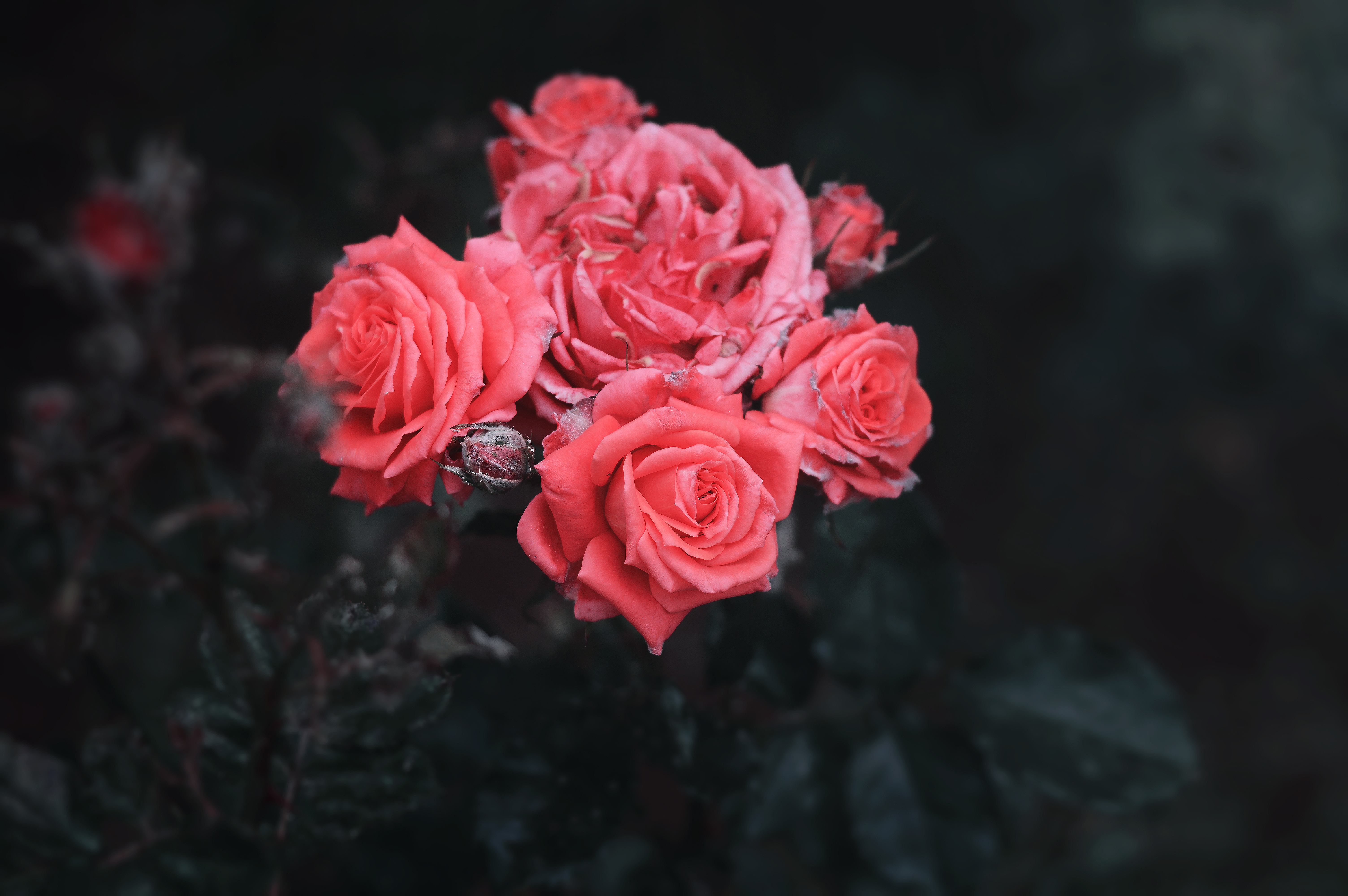 Laden Sie das Bush, Busch, Knospen, Blumen, Roses-Bild kostenlos auf Ihren PC-Desktop herunter