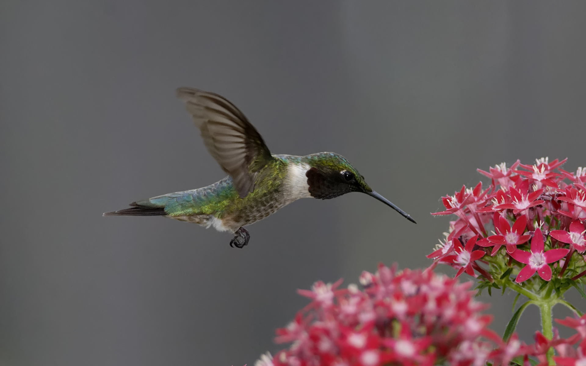 animal, hummingbird, bird, flower, nature, birds