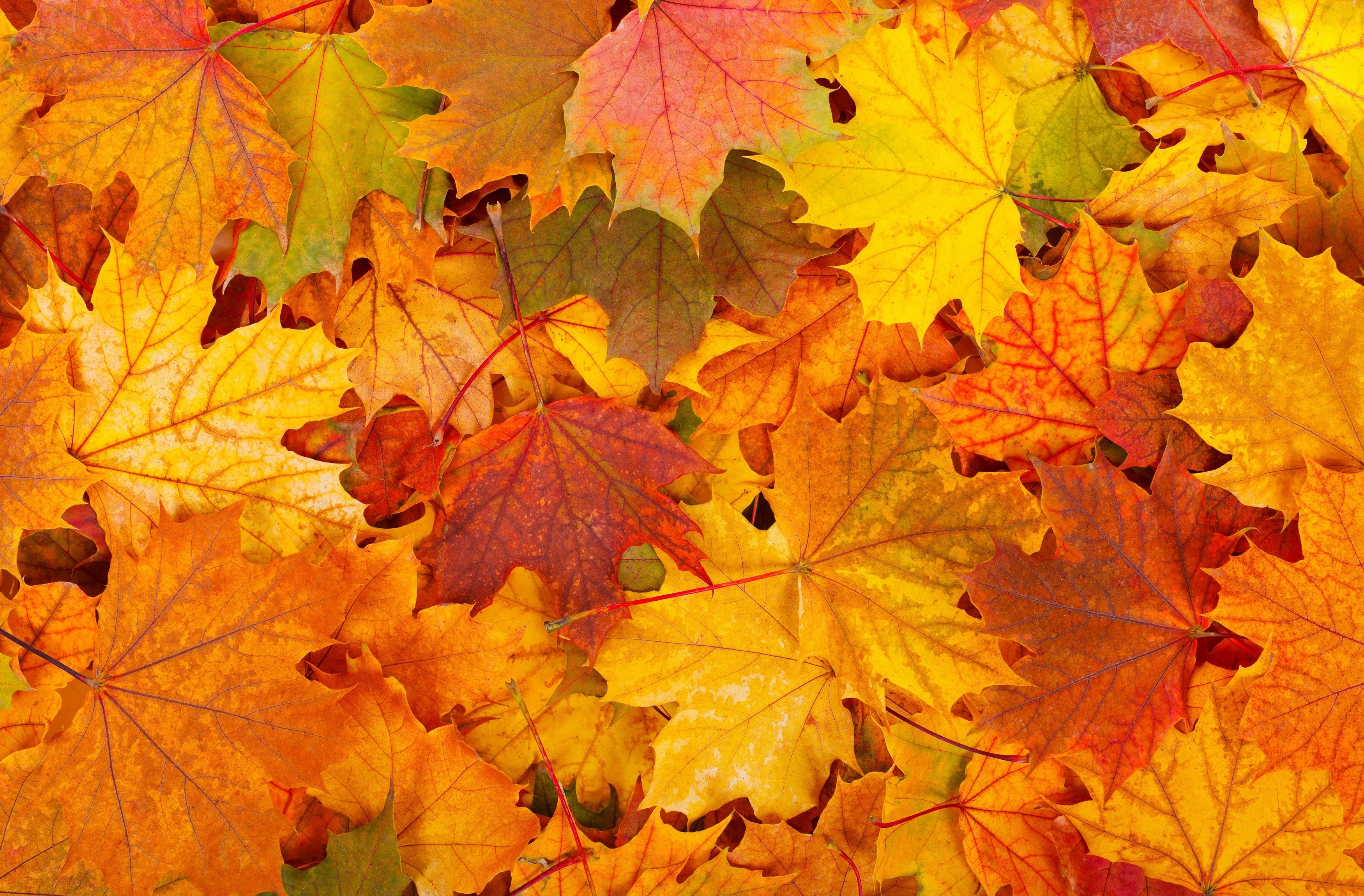 Скачать картинку Осень, Красный, Лист, Жёлтый, Земля/природа в телефон бесплатно.