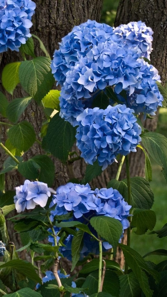 Descarga gratuita de fondo de pantalla para móvil de Flores, Hortensia, Tierra/naturaleza.