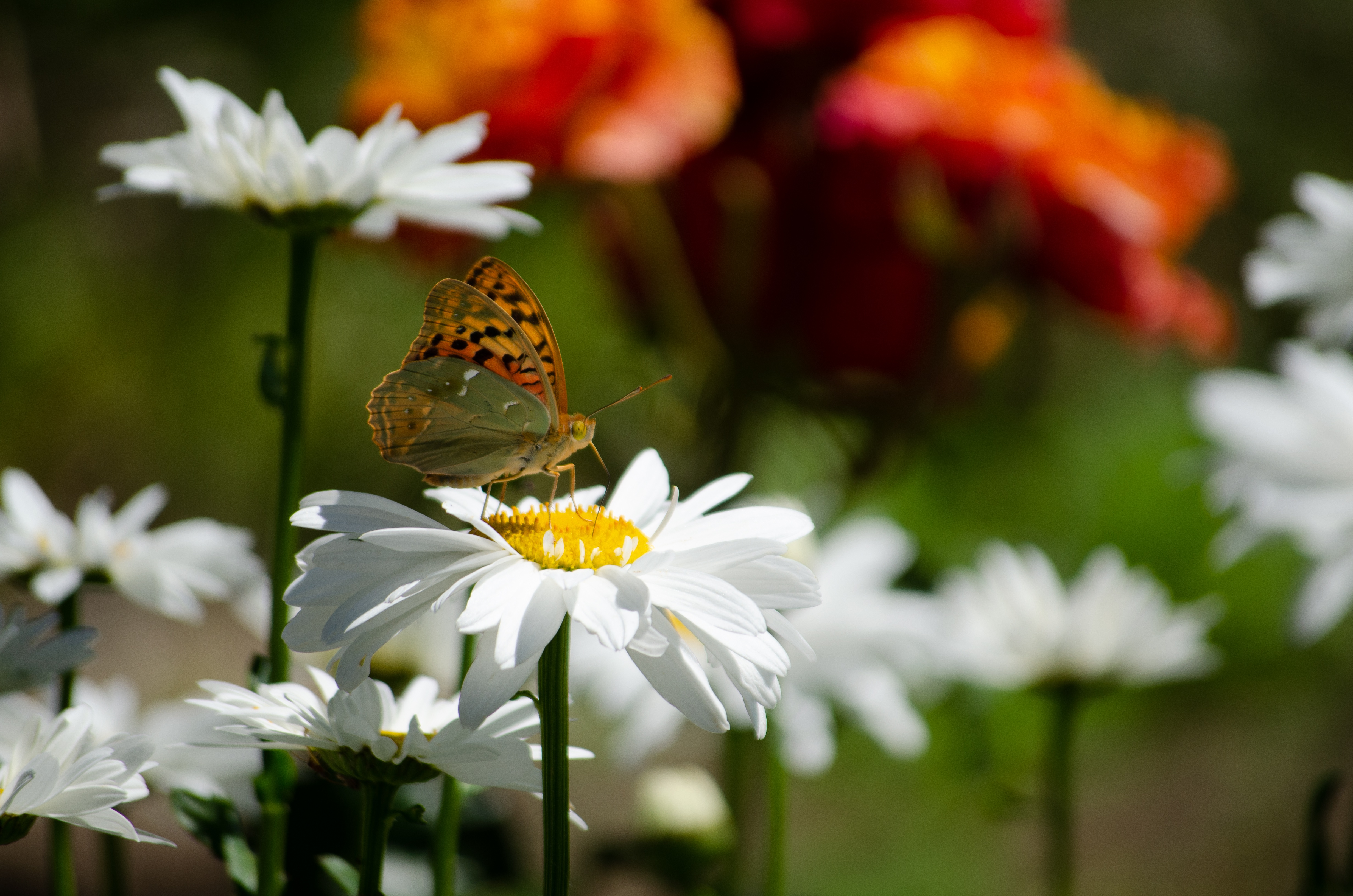 Free download wallpaper Nature, Summer, Flower, Macro, Insect, Butterfly, Animal, Chamomile, White Flower on your PC desktop