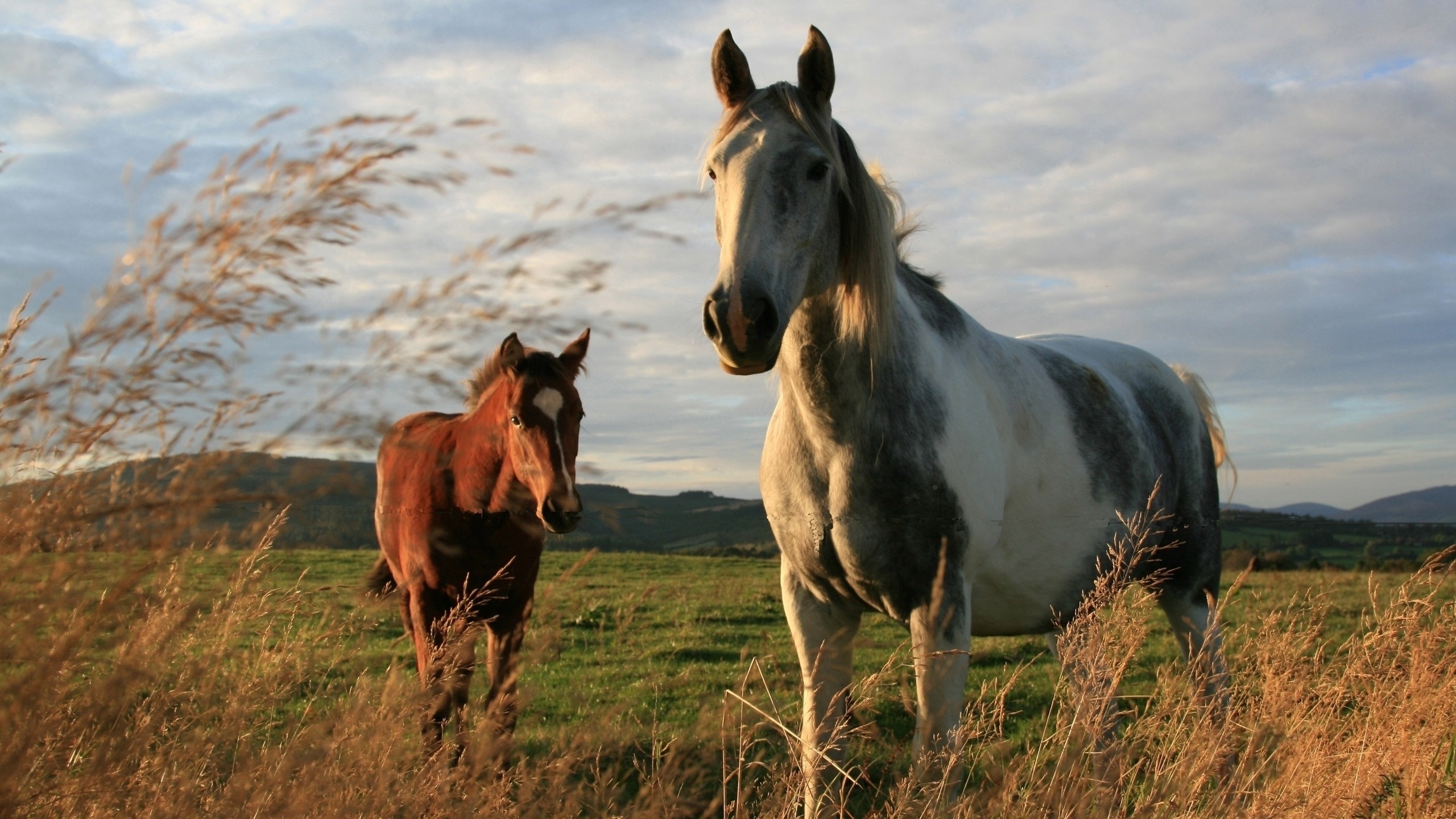 Téléchargez des papiers peints mobile Animaux, Cheval gratuitement.