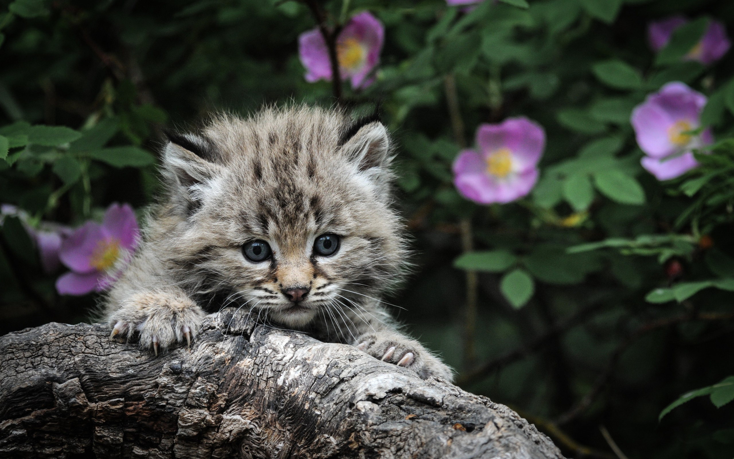 Handy-Wallpaper Tiere, Katze kostenlos herunterladen.