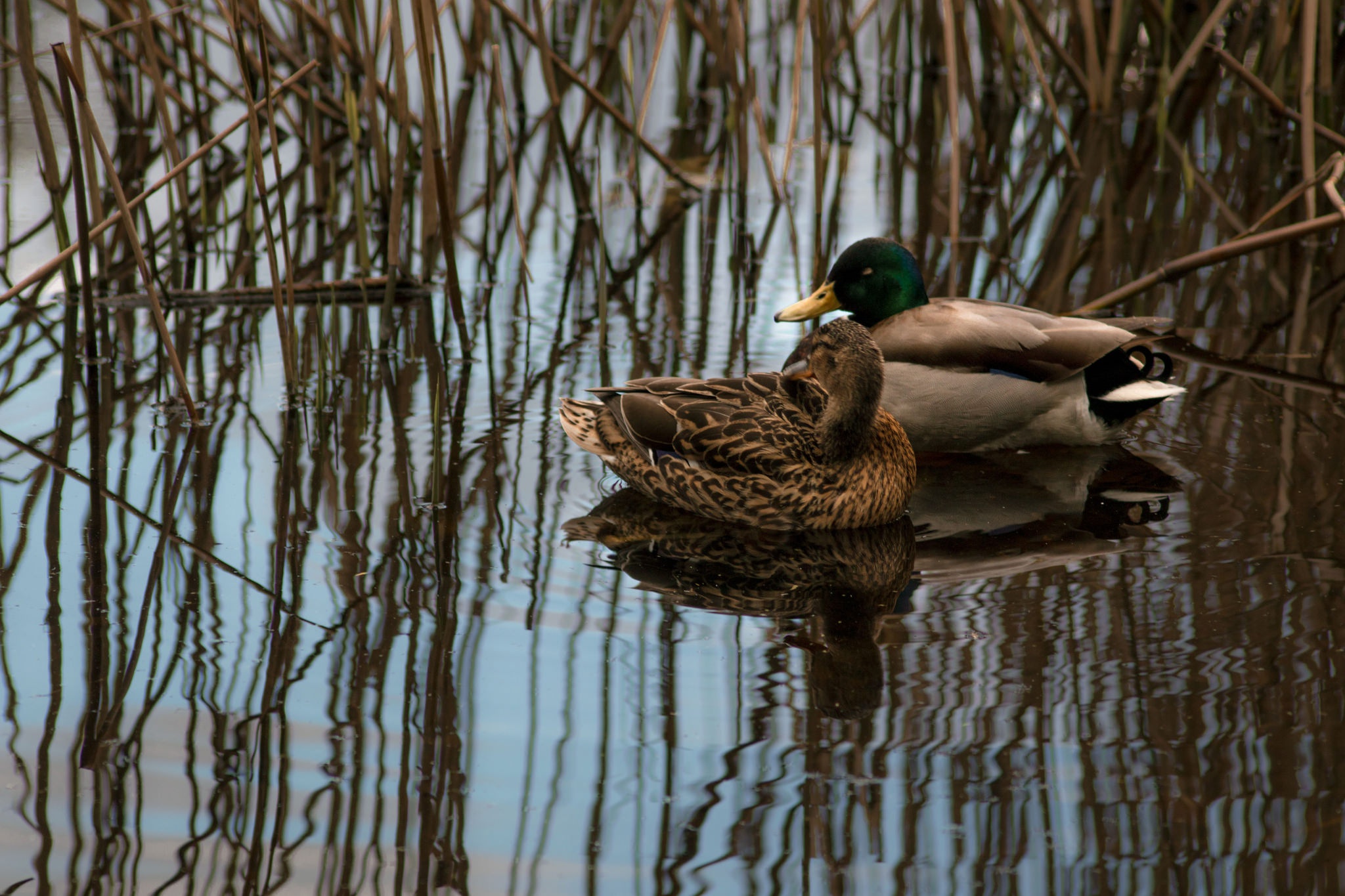 Handy-Wallpaper Tiere, Vögel, Wasser, Vogel, Ente, Spiegelung kostenlos herunterladen.