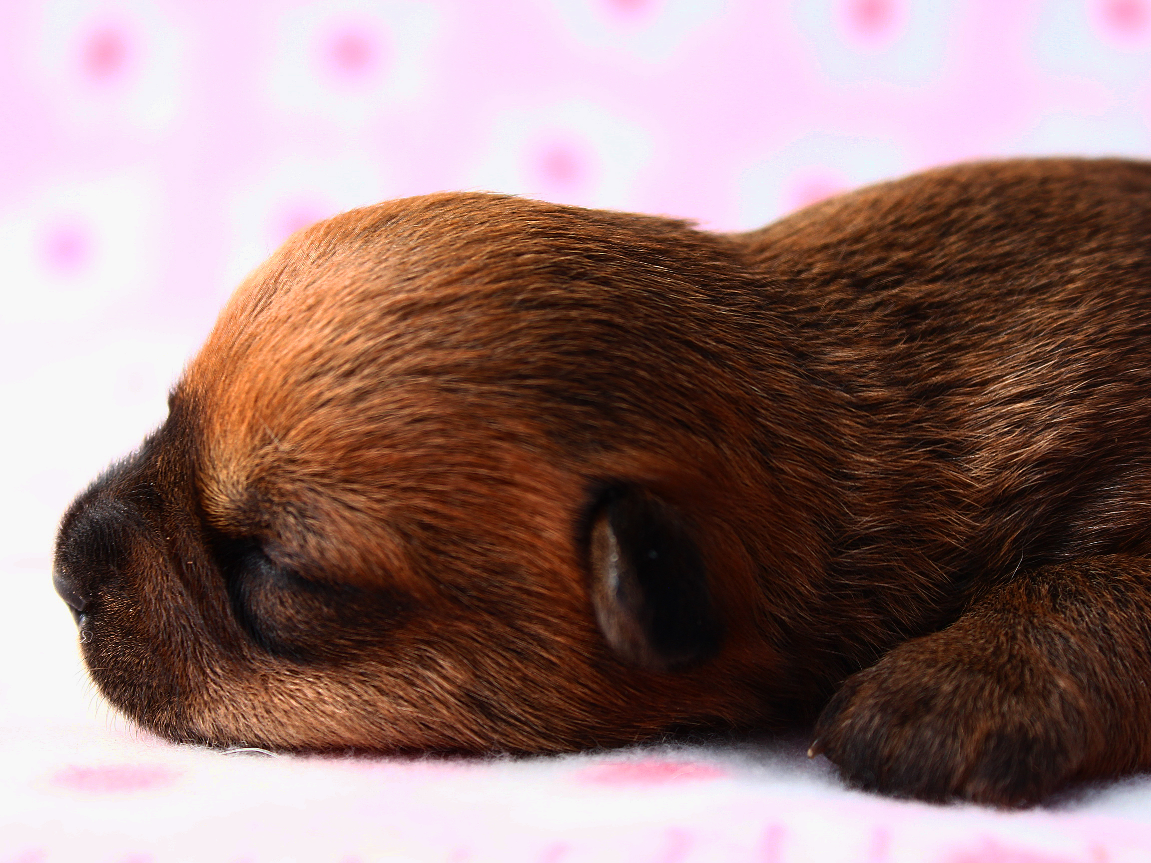 Baixe gratuitamente a imagem Animais, Cães, Filhote na área de trabalho do seu PC