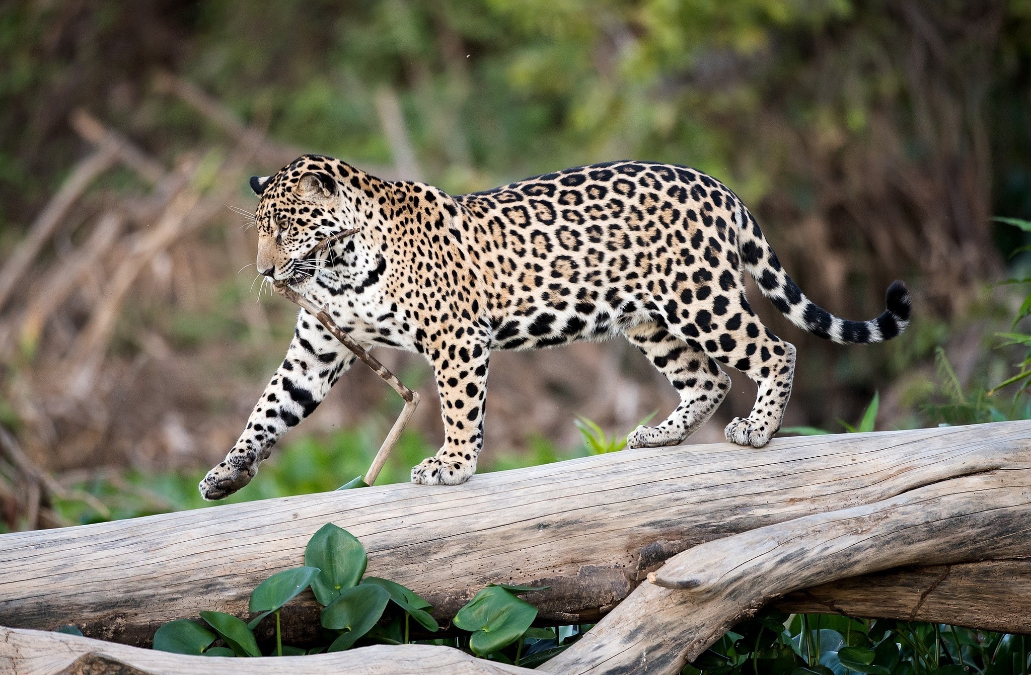 155658 Bild herunterladen tiere, jaguar, holz, baum, raubtier, predator, große katze, big cat, bummel, spaziergang, kofferraum - Hintergrundbilder und Bildschirmschoner kostenlos