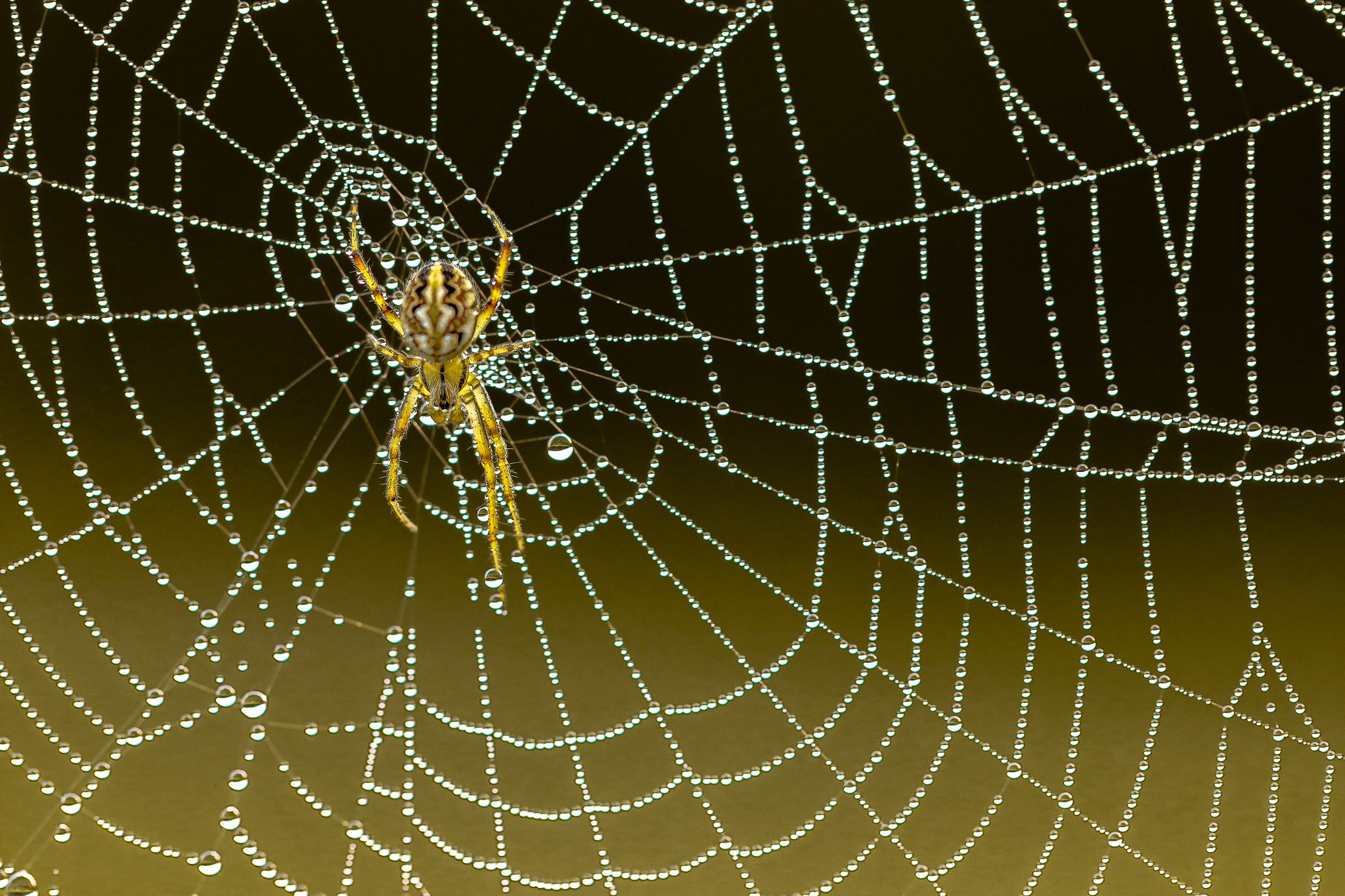 Laden Sie das Tiere, Makro, Spinne, Spinnennetz, Spinnentier, Spinnen-Bild kostenlos auf Ihren PC-Desktop herunter