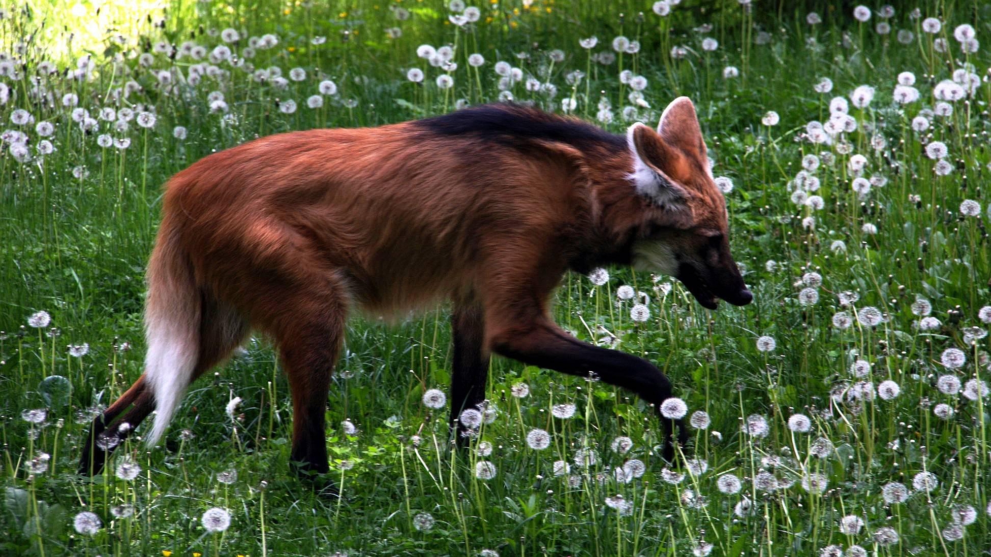 animal, maned wolf