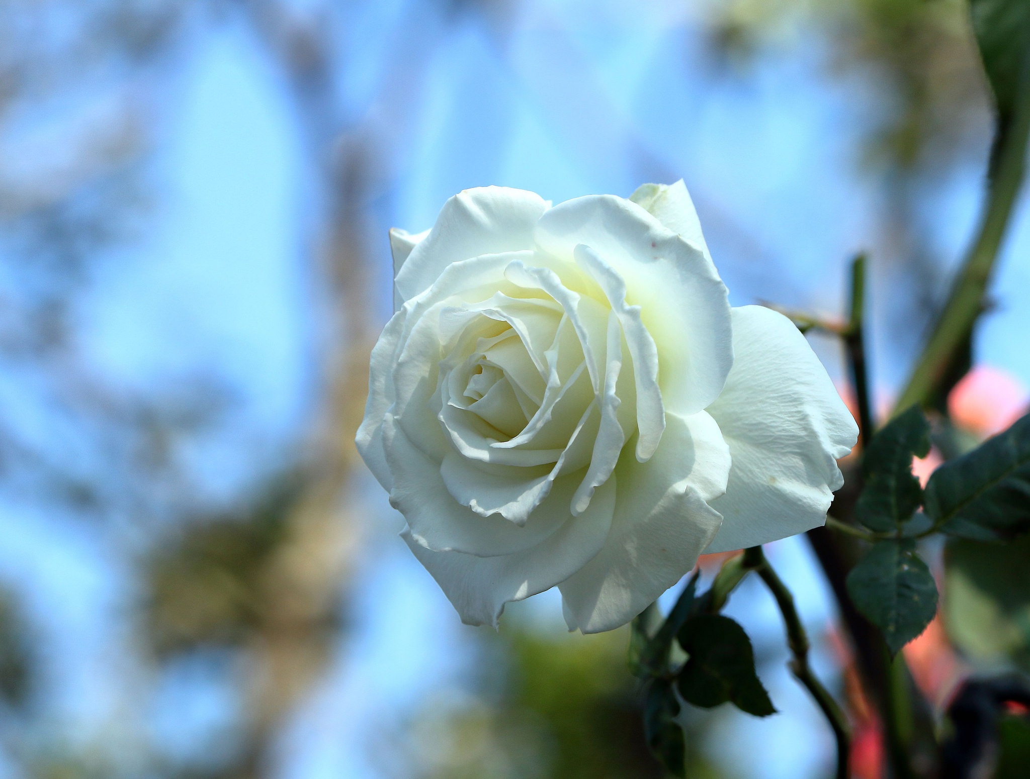 Download mobile wallpaper Flowers, Macro, Rose, Blur, Earth, White Rose, White Flower for free.
