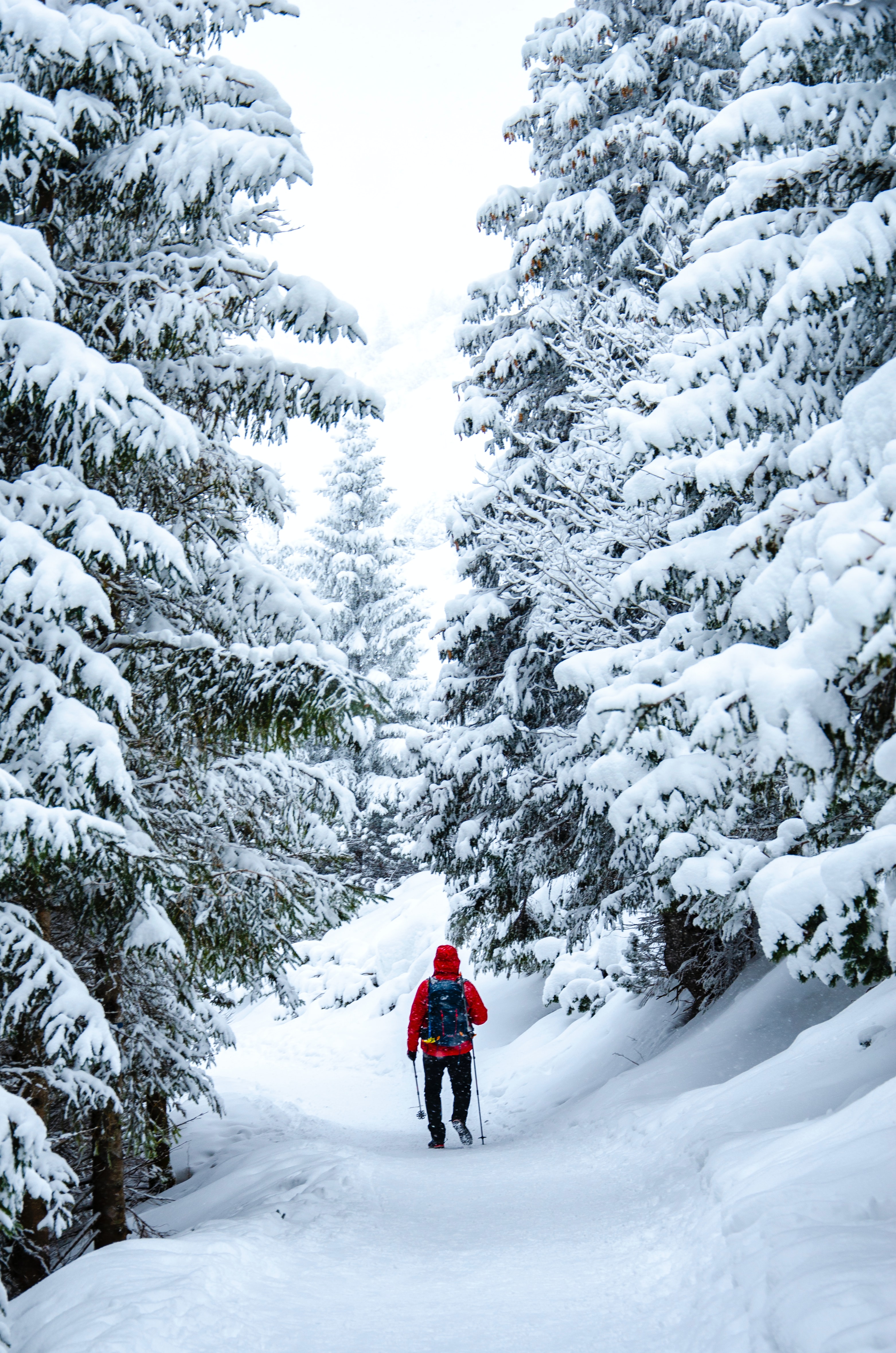 113274 descargar imagen invierno, árboles, nieve, miscelánea, misceláneo, esquiador: fondos de pantalla y protectores de pantalla gratis